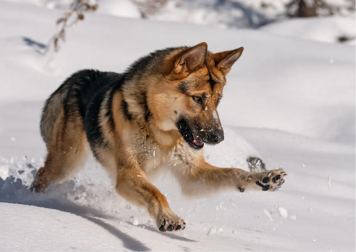 berger allemand qui court dans la neige