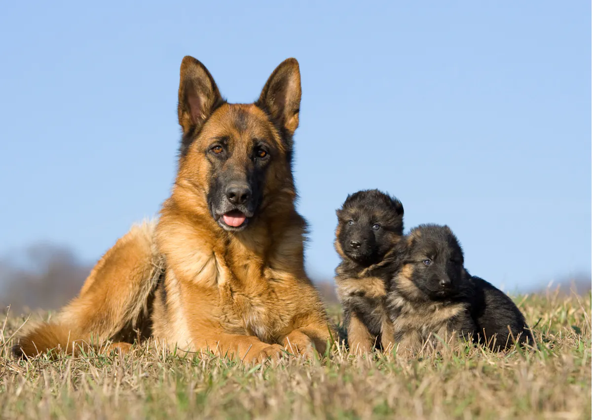 berger allemand avec deux chiots