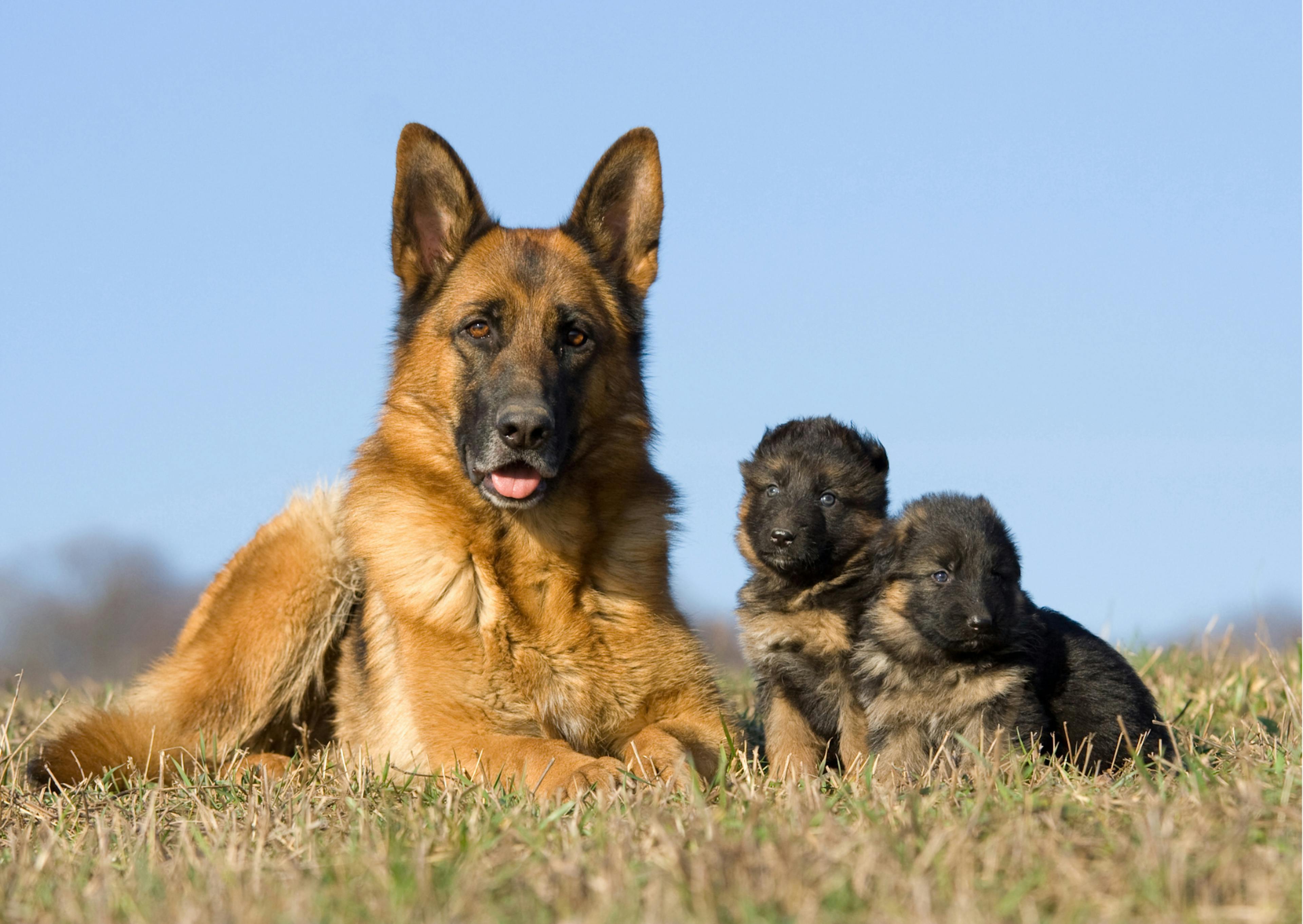 berger allemand avec deux chiots 