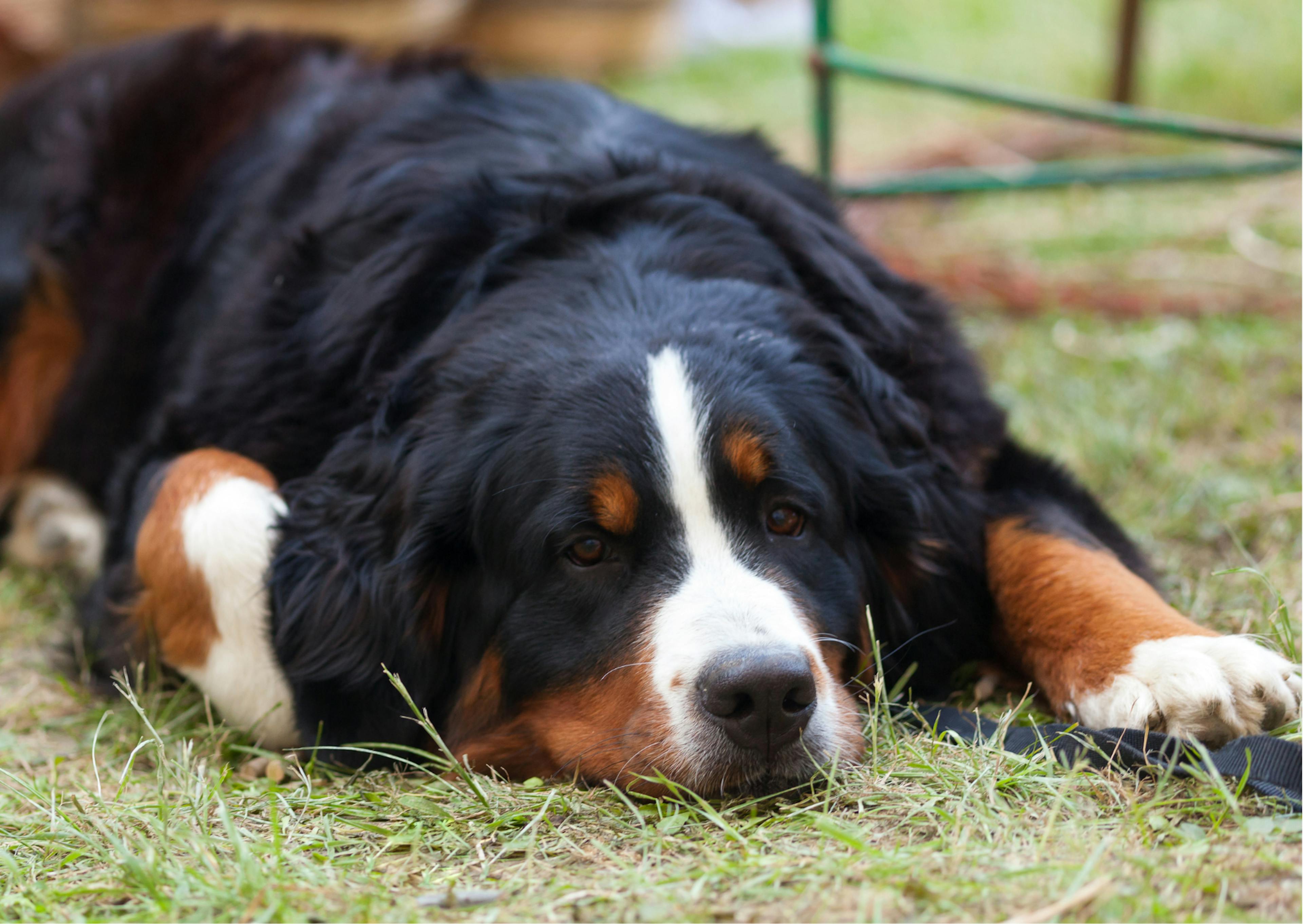 bouvier bernois couché dans l'herbe