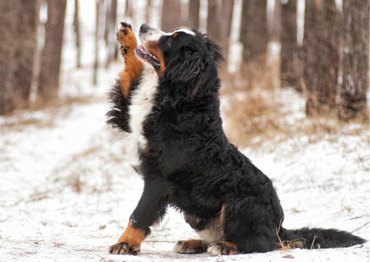 bouvier bernois dans la neige qui lève la patte avant