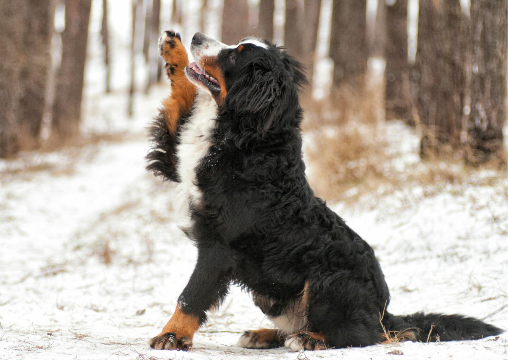 bouvier bernois dans la neige qui lève la patte avant