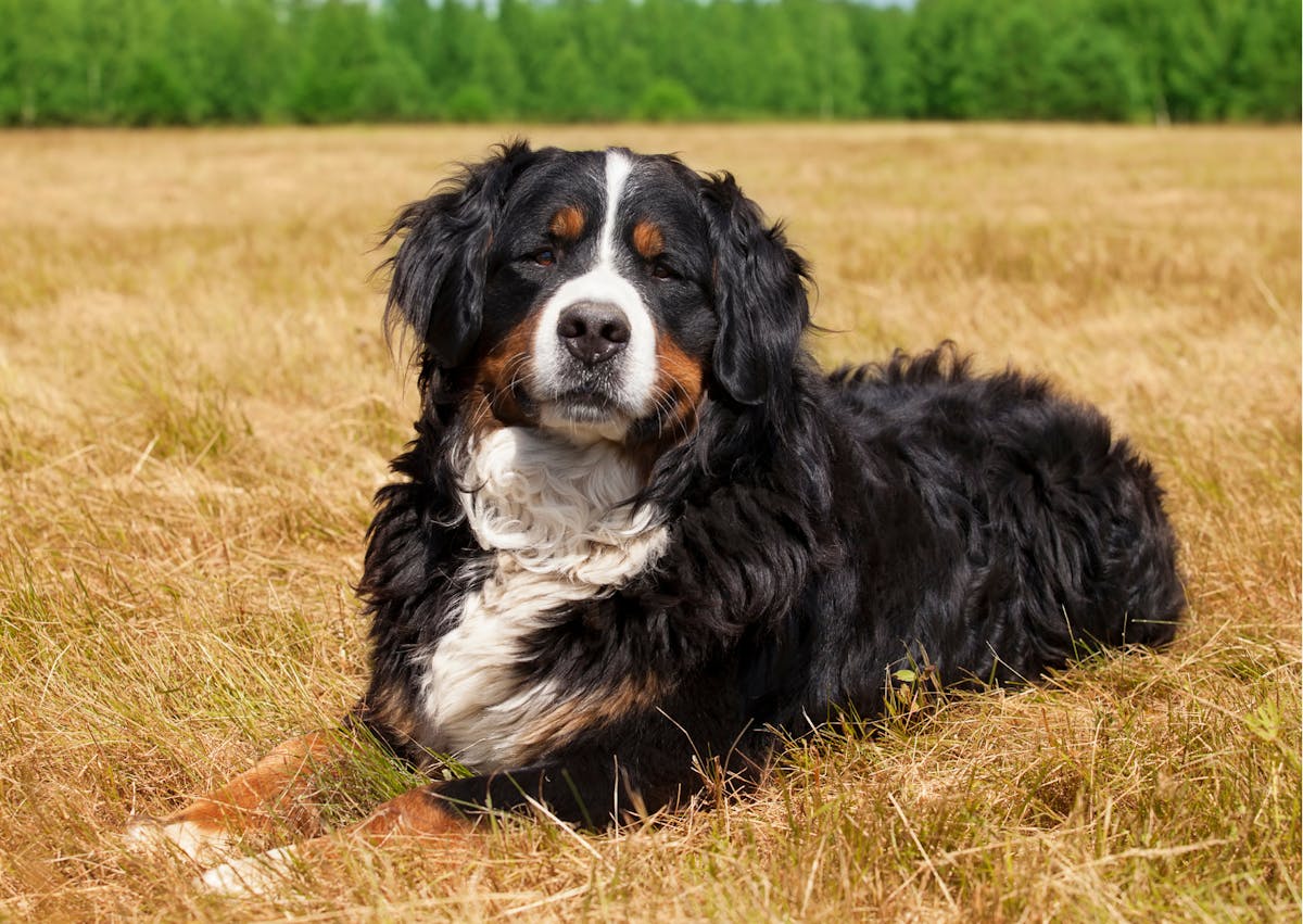 bouvier bernois allongé dans un champs 