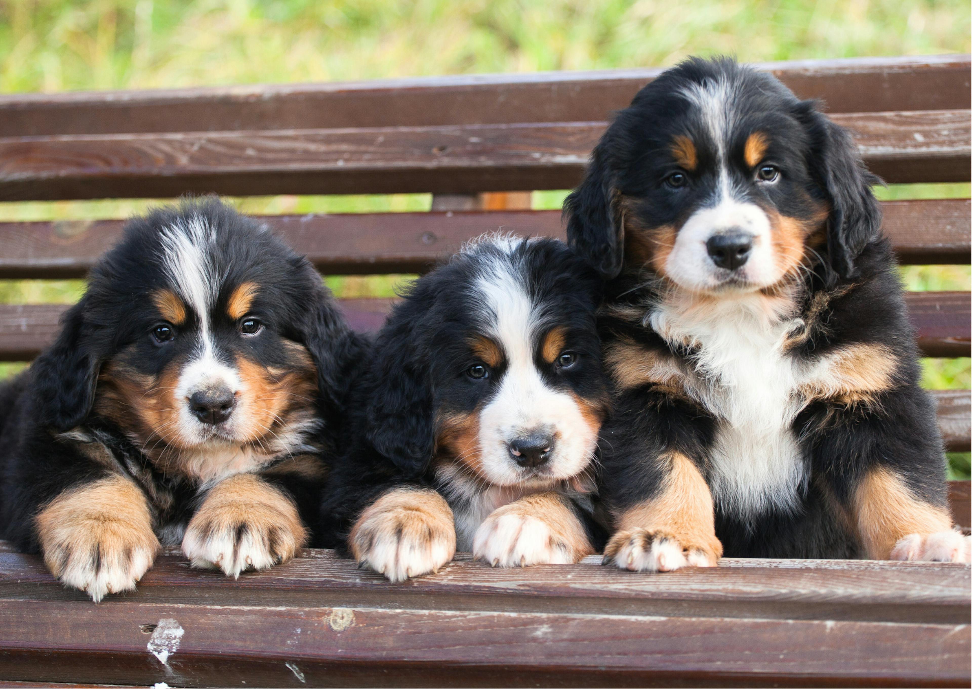 3 chiots bouvier bernois sur un banc 