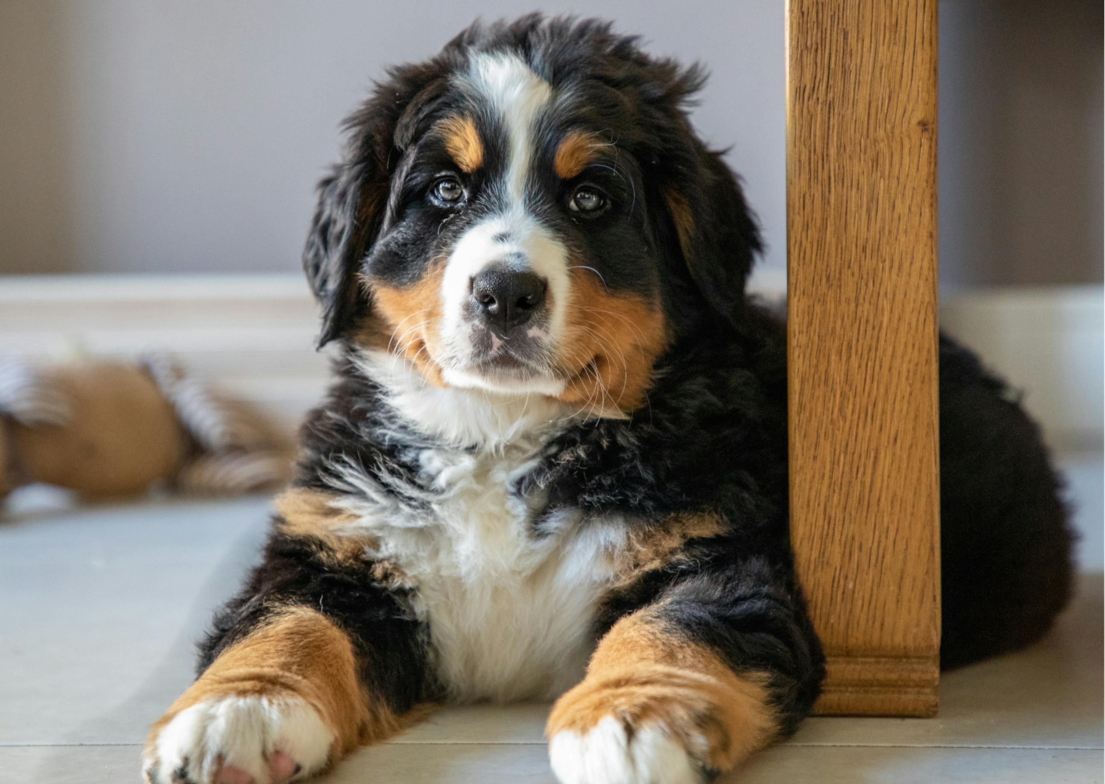 chiot bouvier bernois allongé à côté de la table à manger 