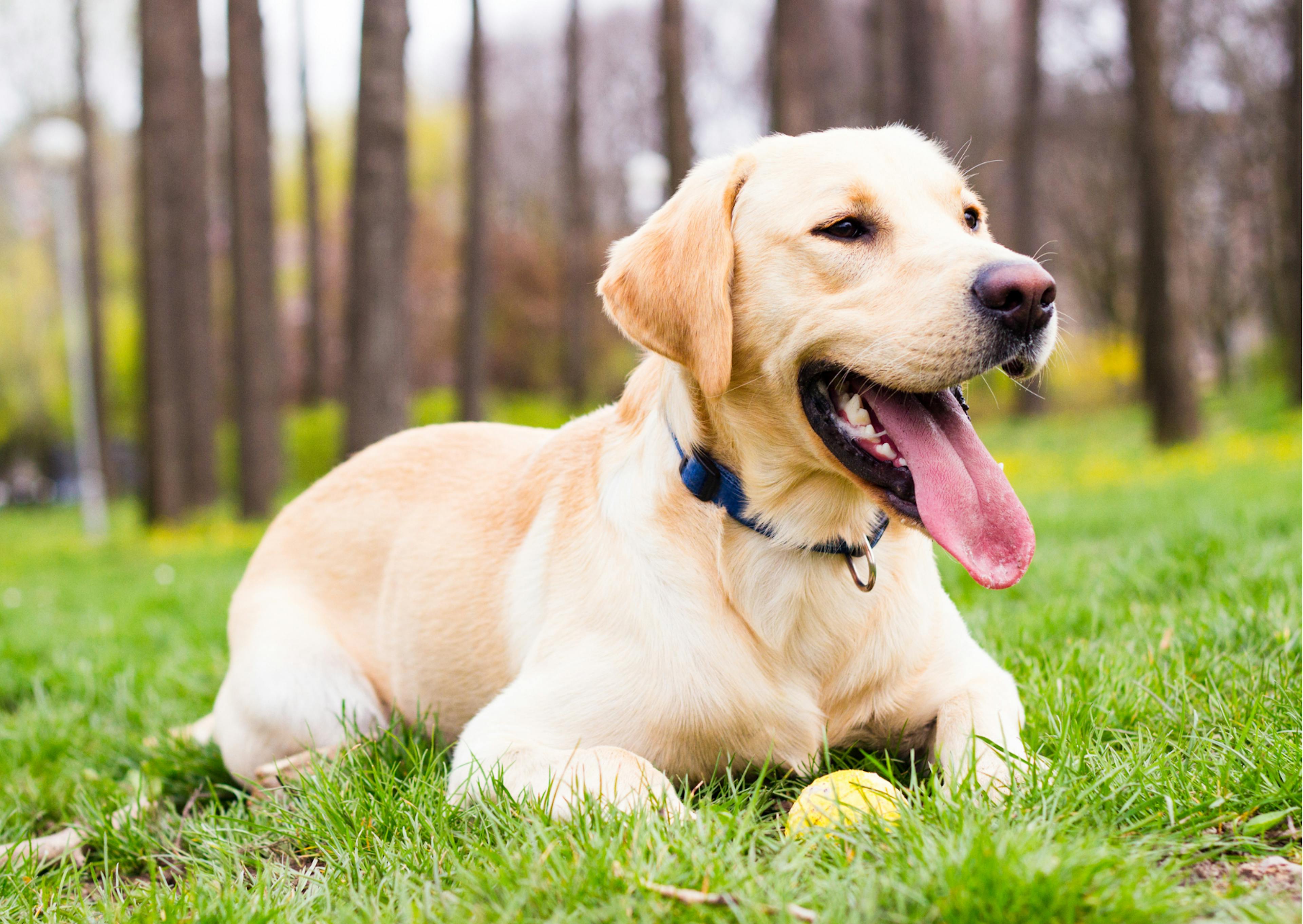 labrador beige allongé dans l'herbe avec sa balle 