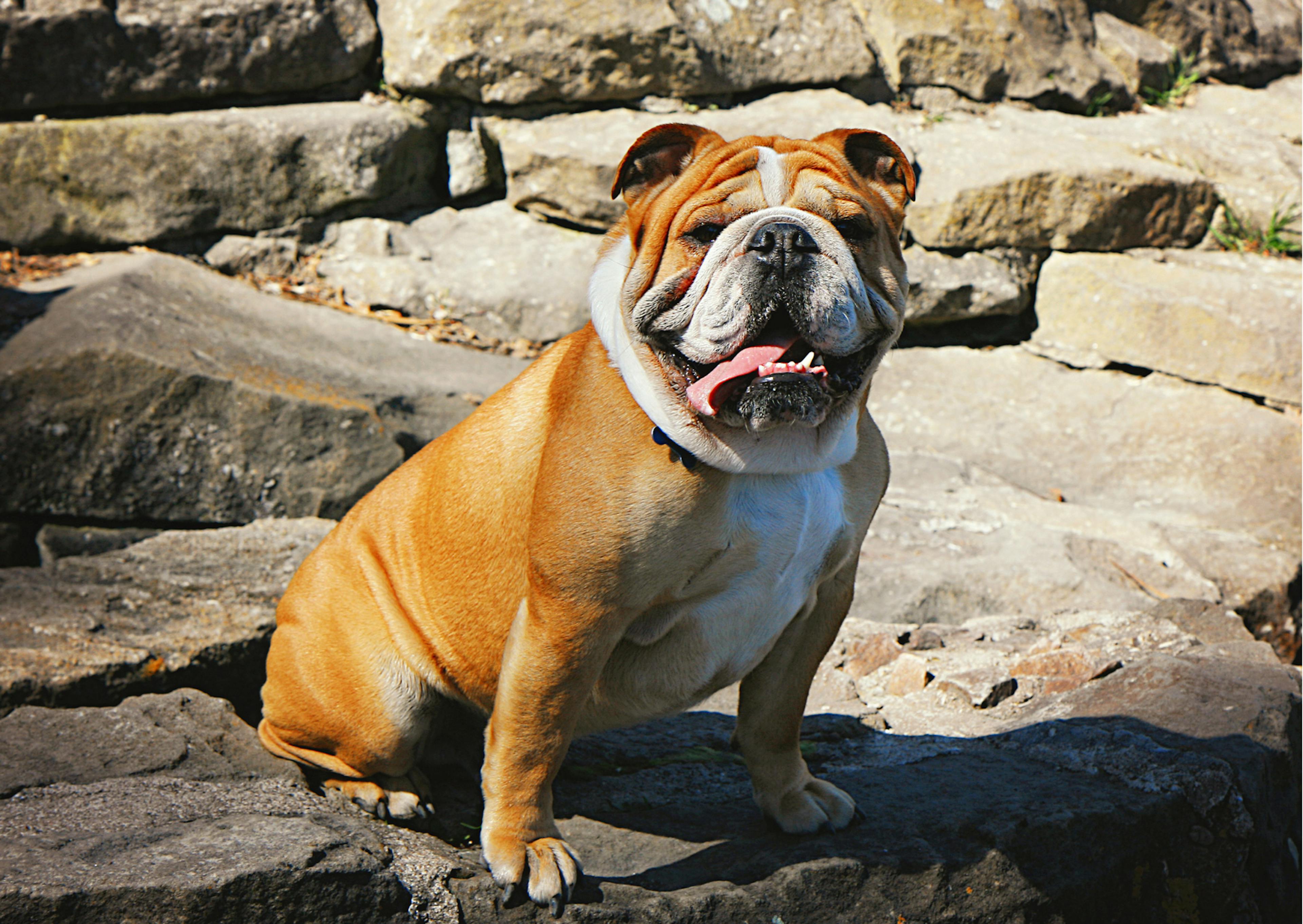 bouledogue anglais au soleil sur un rocher 