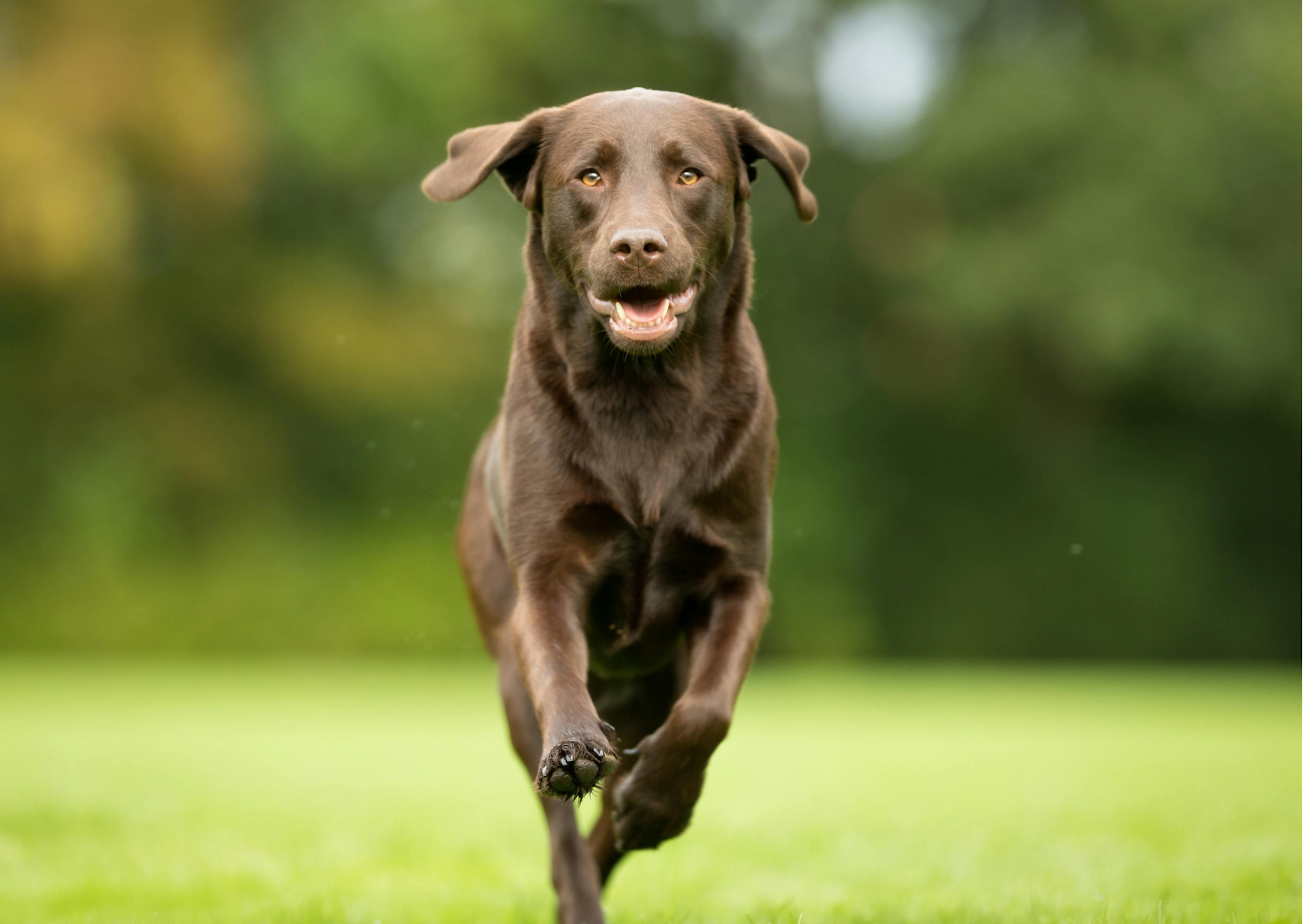 labrador marron chocolat 