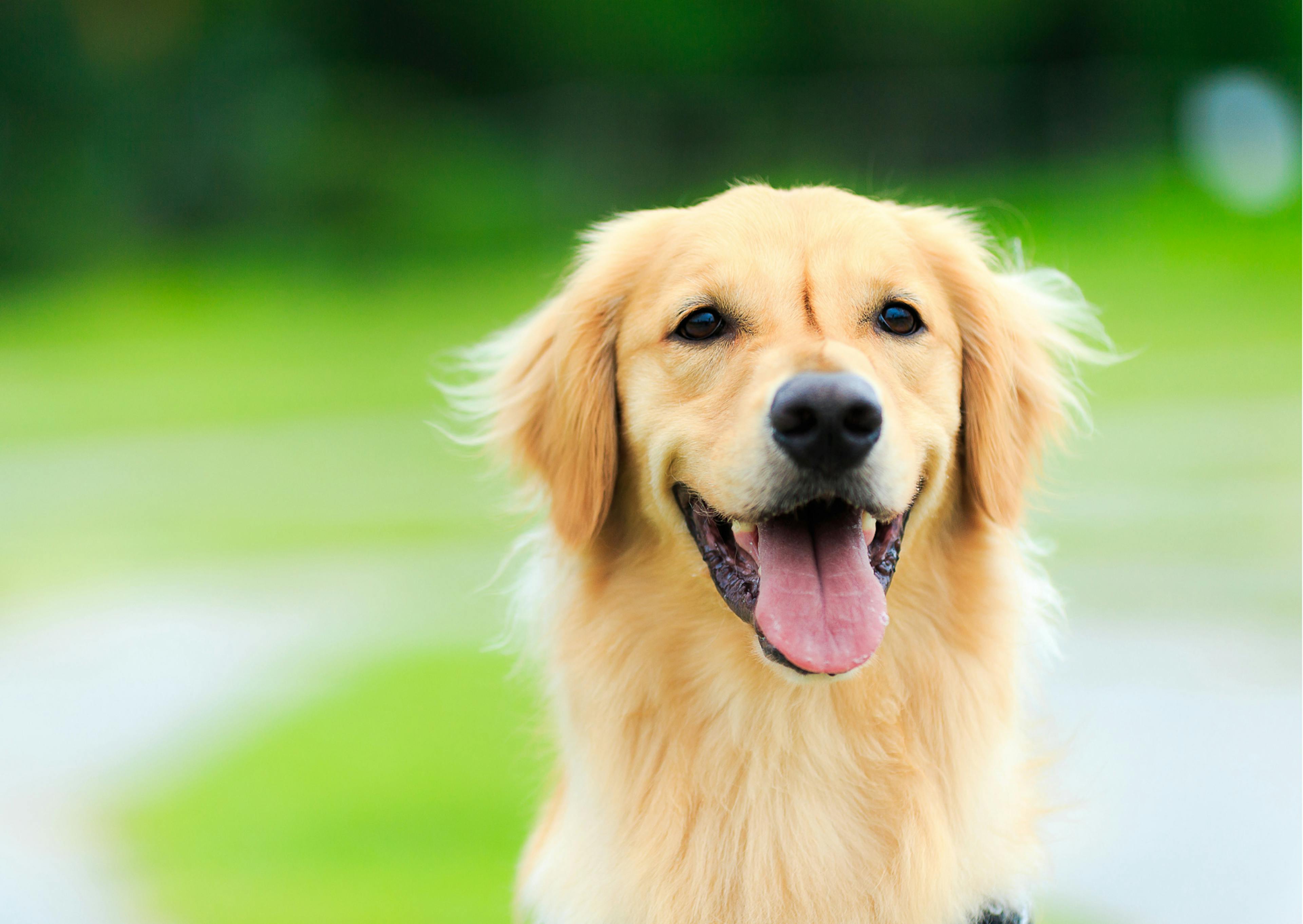 golden retriever beige 