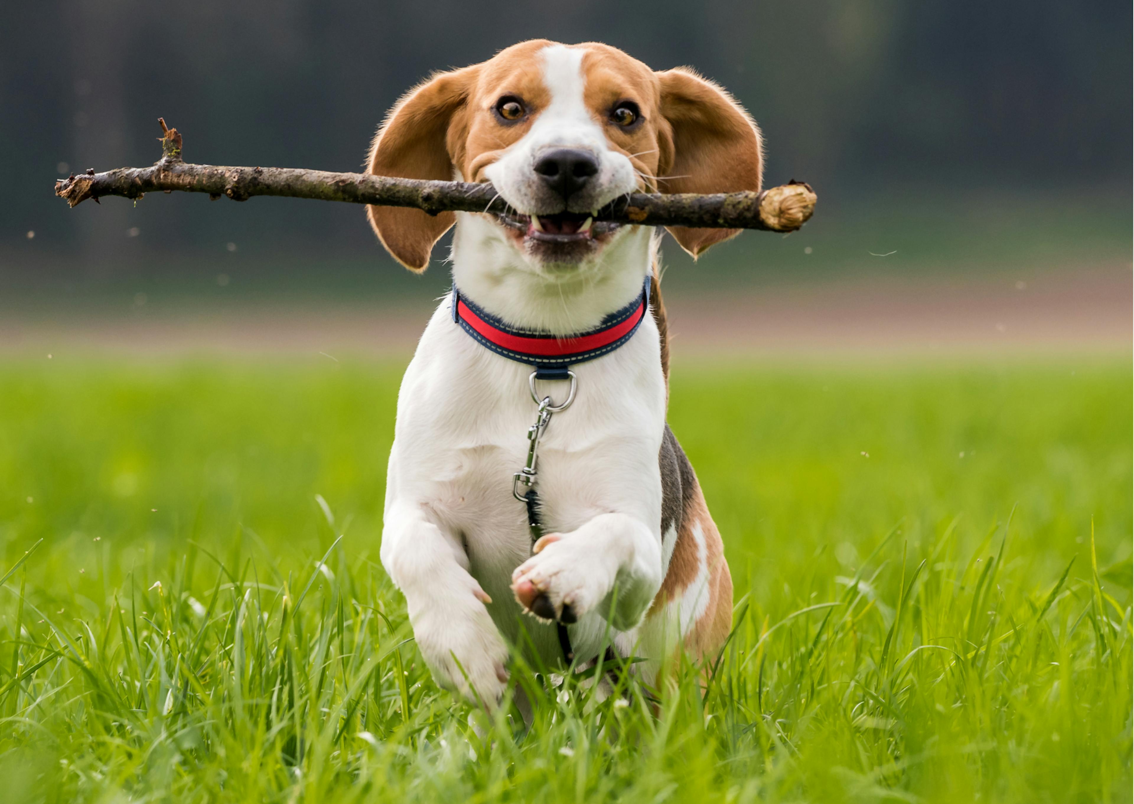 beagle en train de courir avec un bâton dans la gueule 