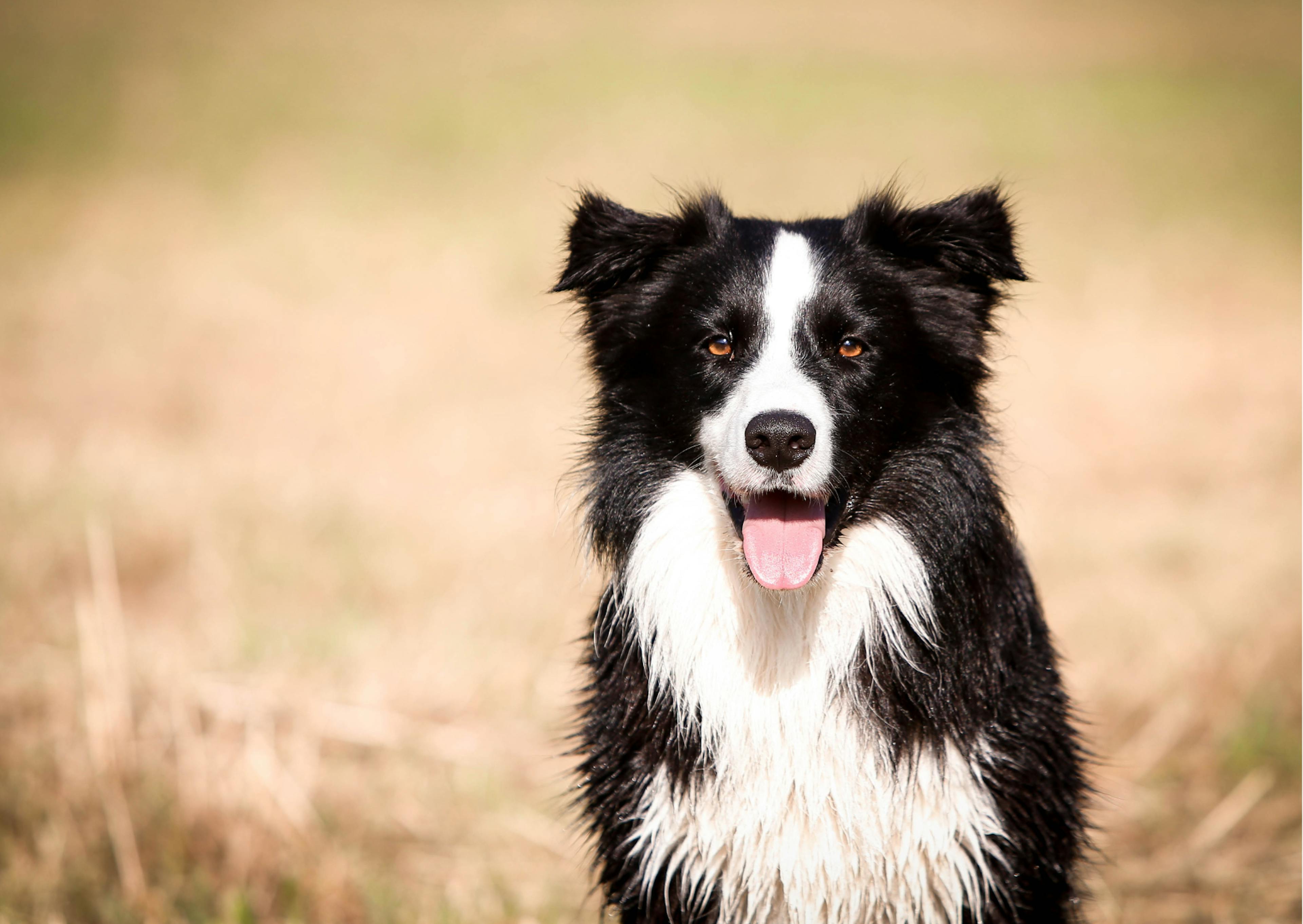 border collie noir et blanc 