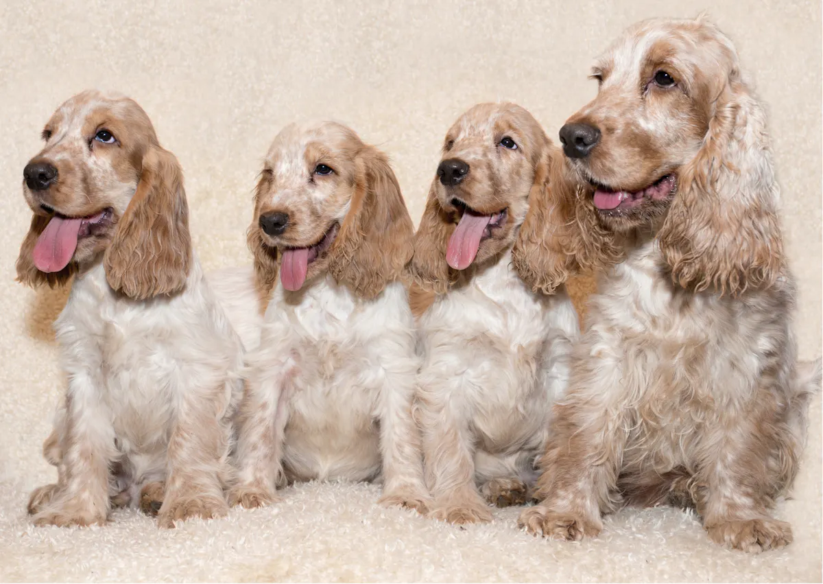 4 cockers anglais beiges