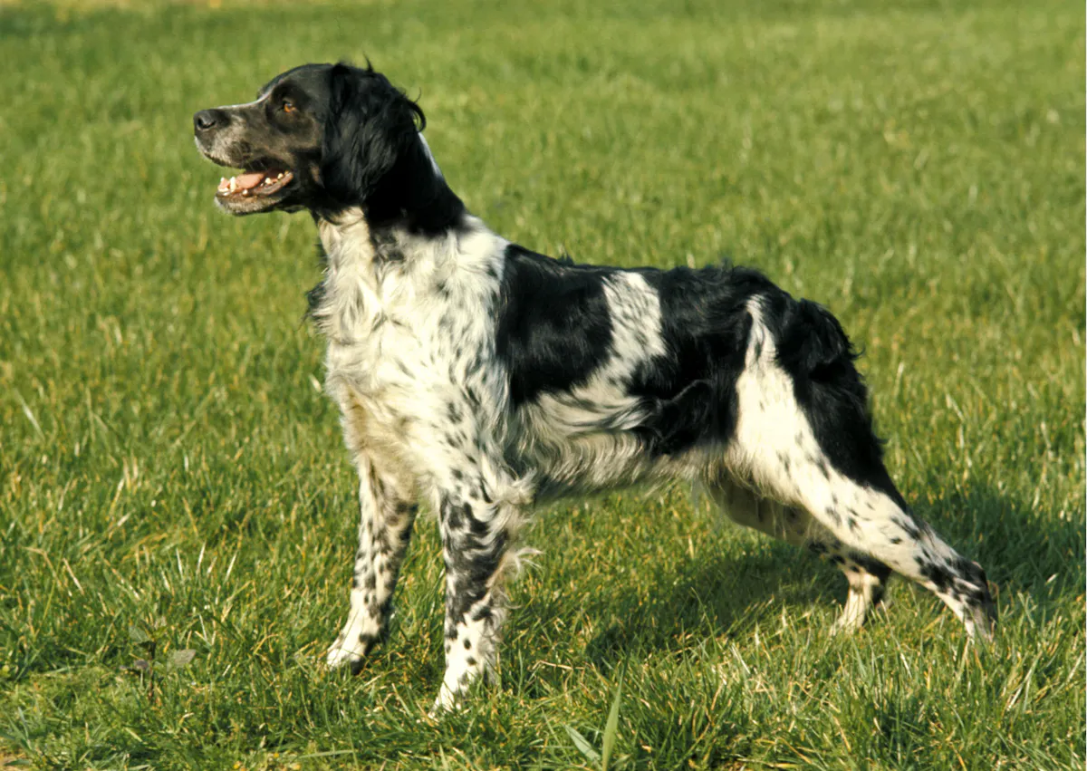 épagneul breton blanc et noir dans l'herbe