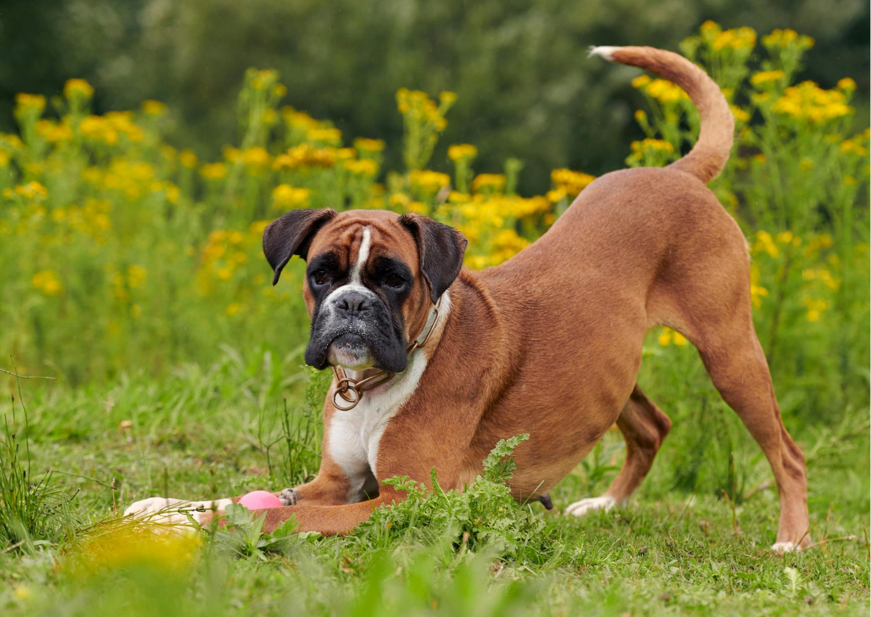 boxer anglais marron