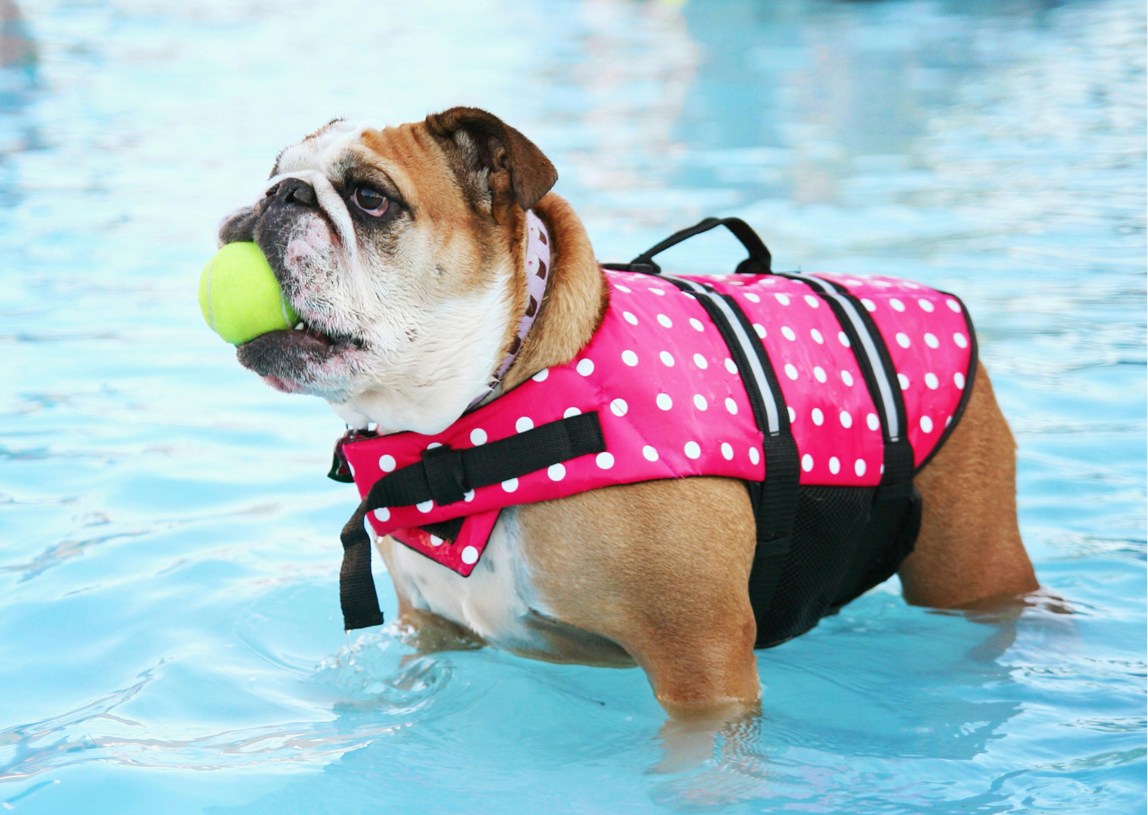 bouledogue anglais dans une piscine 