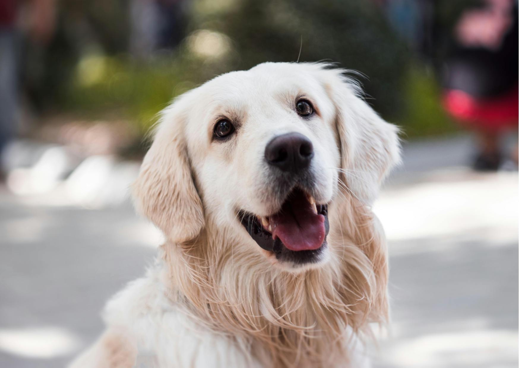 golden retriever blanc