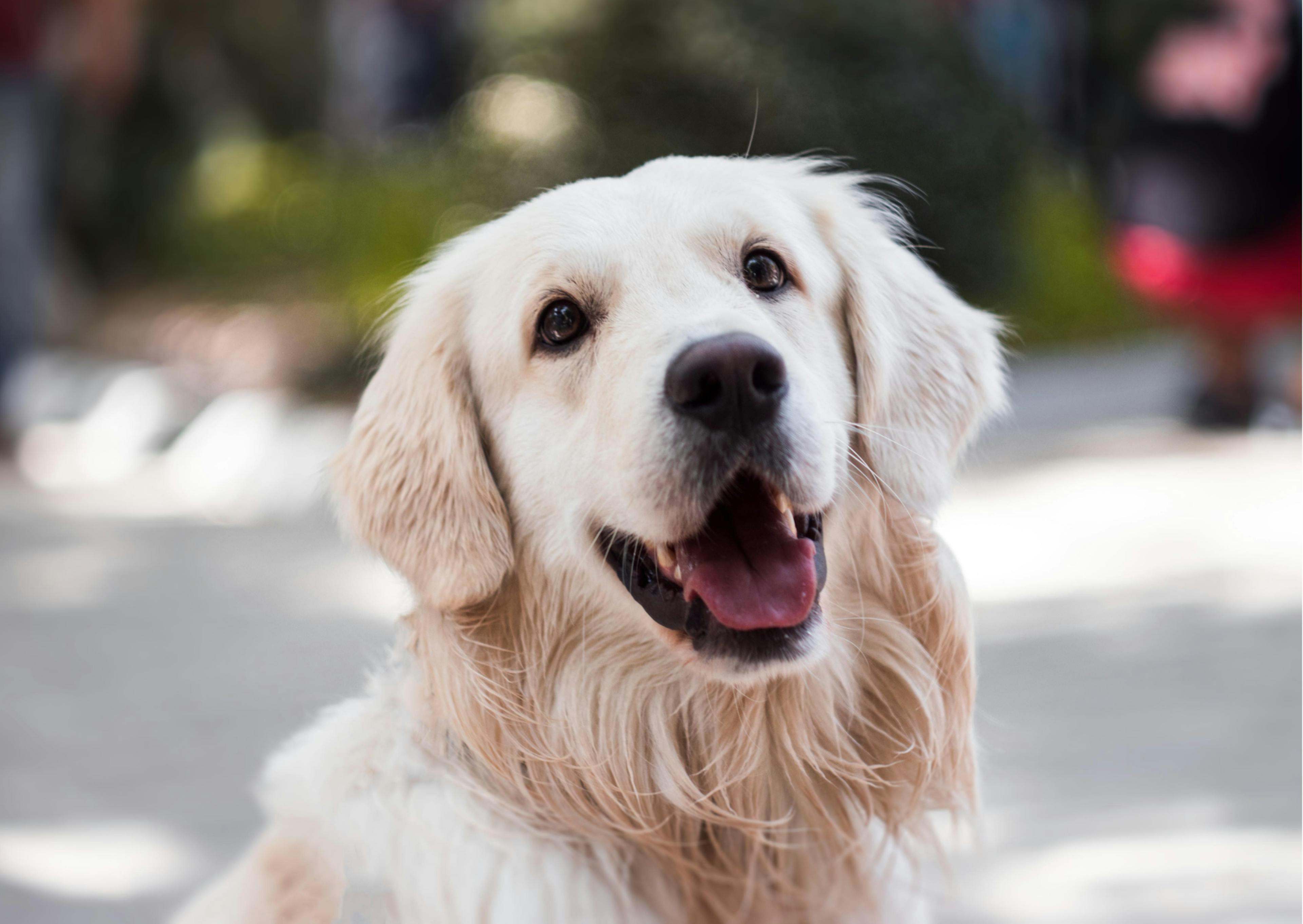 golden retriever blanc 