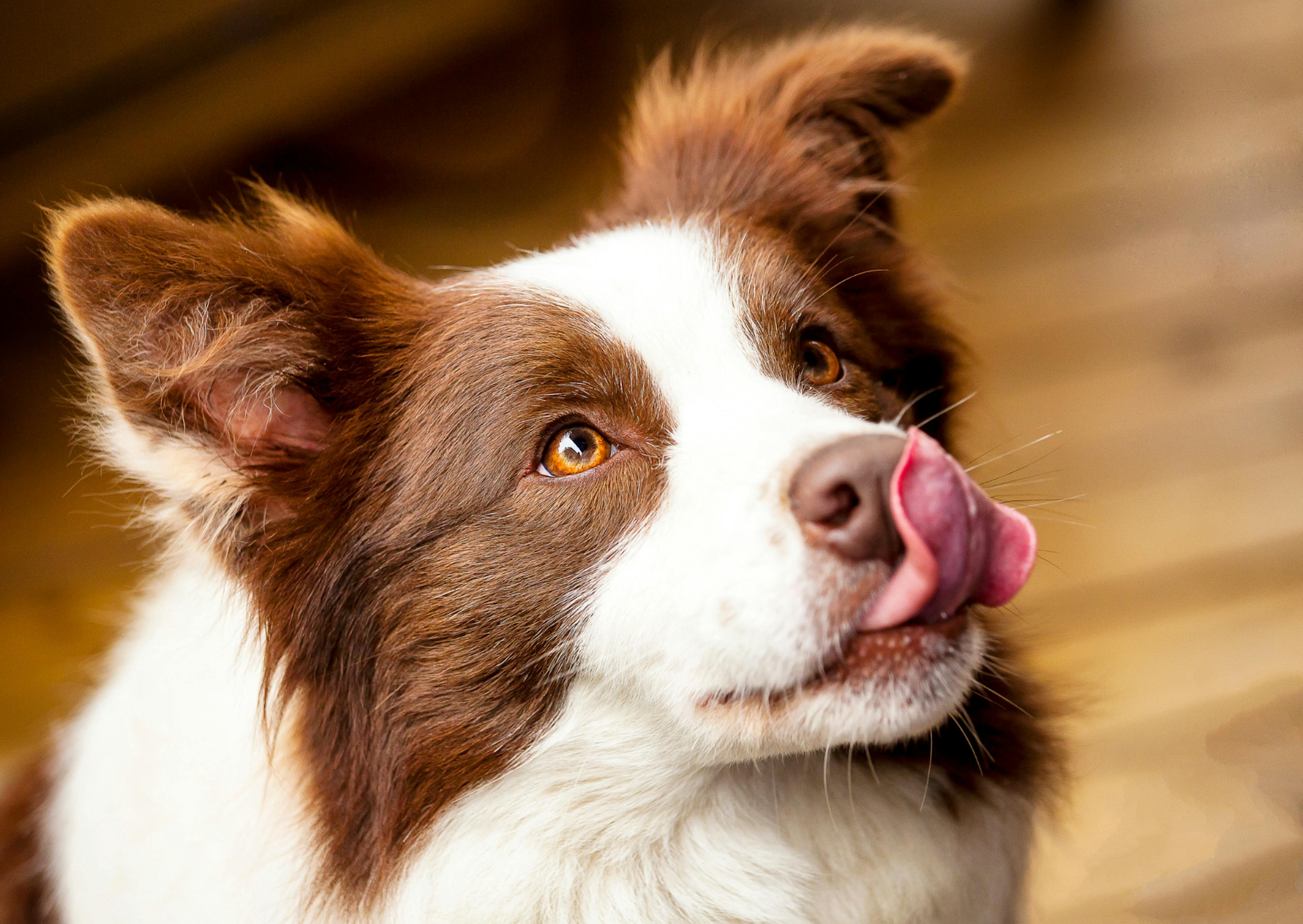 border collie blanc et marron