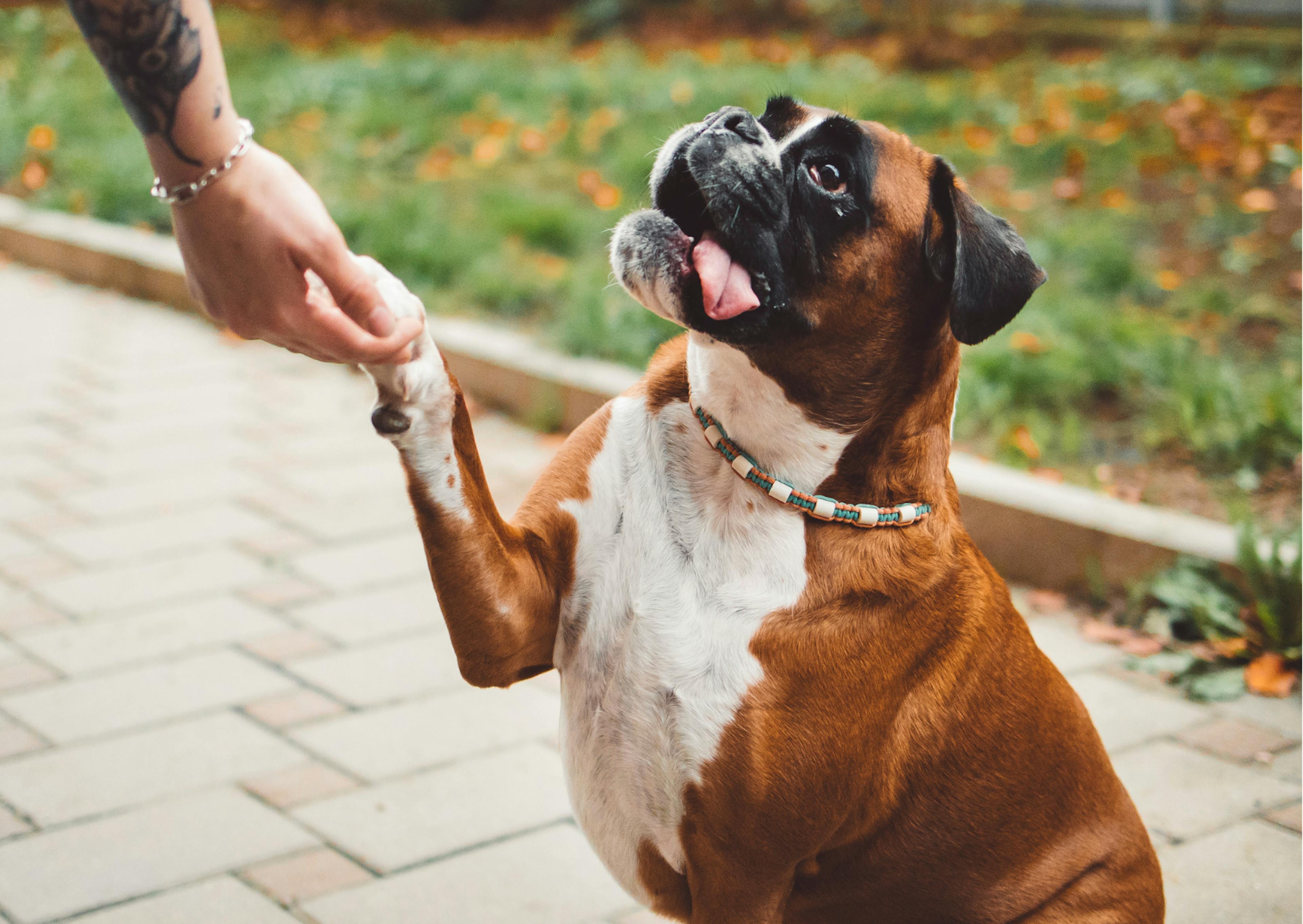 boxer qui donne la patte 