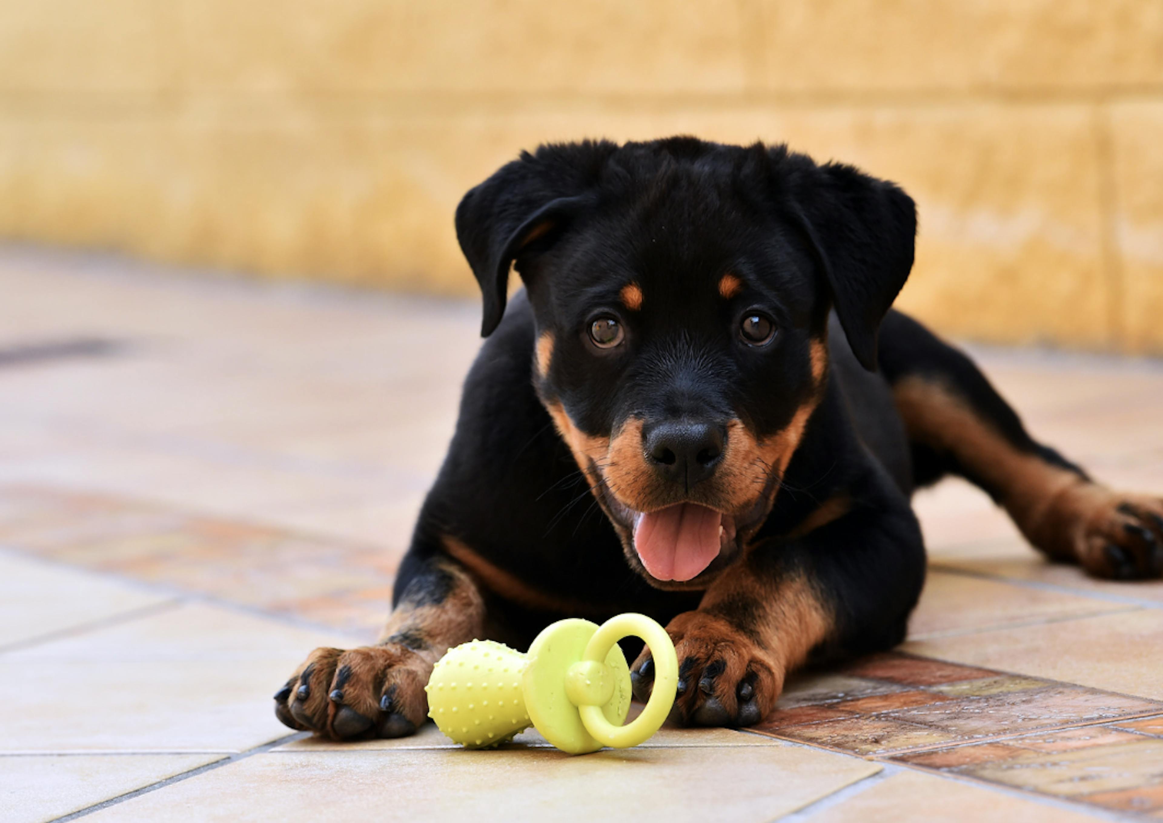 Chiot Rottweiler avec une tétine 