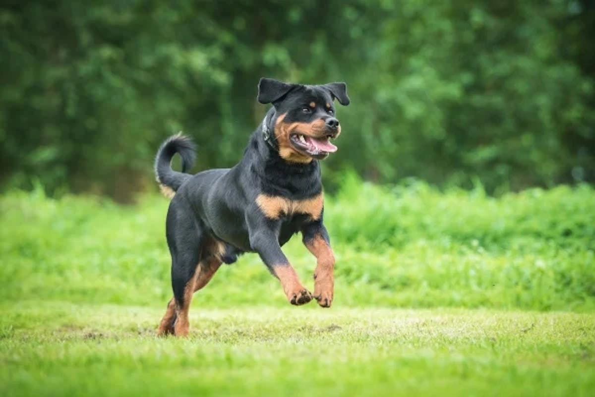 Rottweiler qui court et qui est heureux