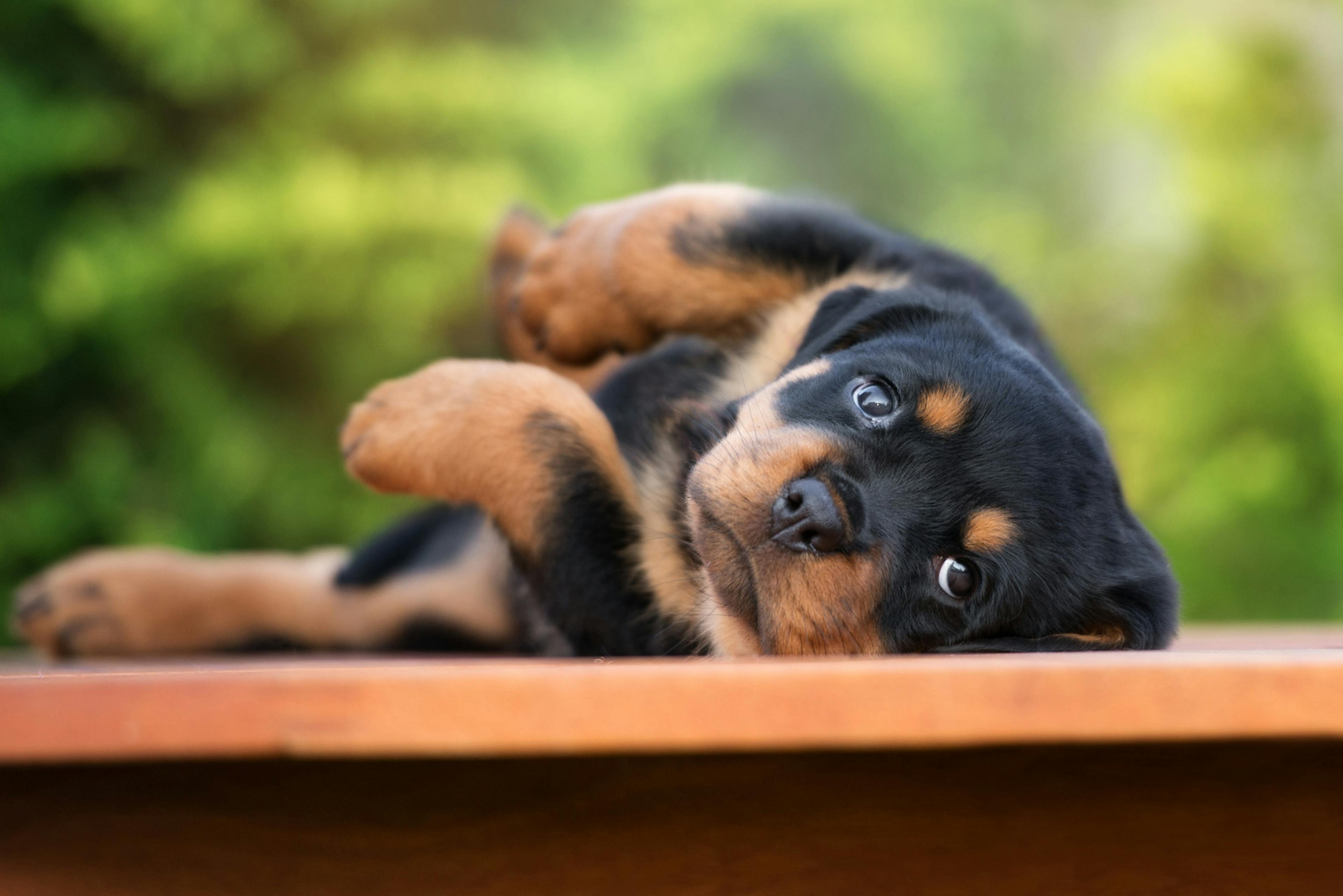 Chiot Rottweiler couché