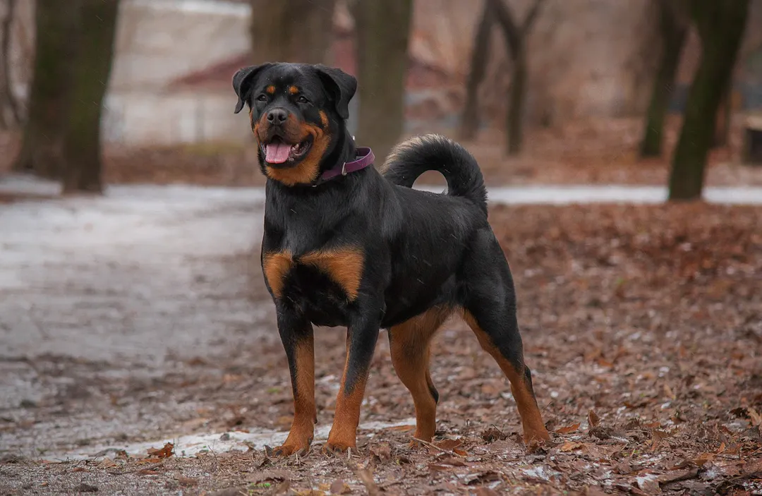 Rottweiler majestueux