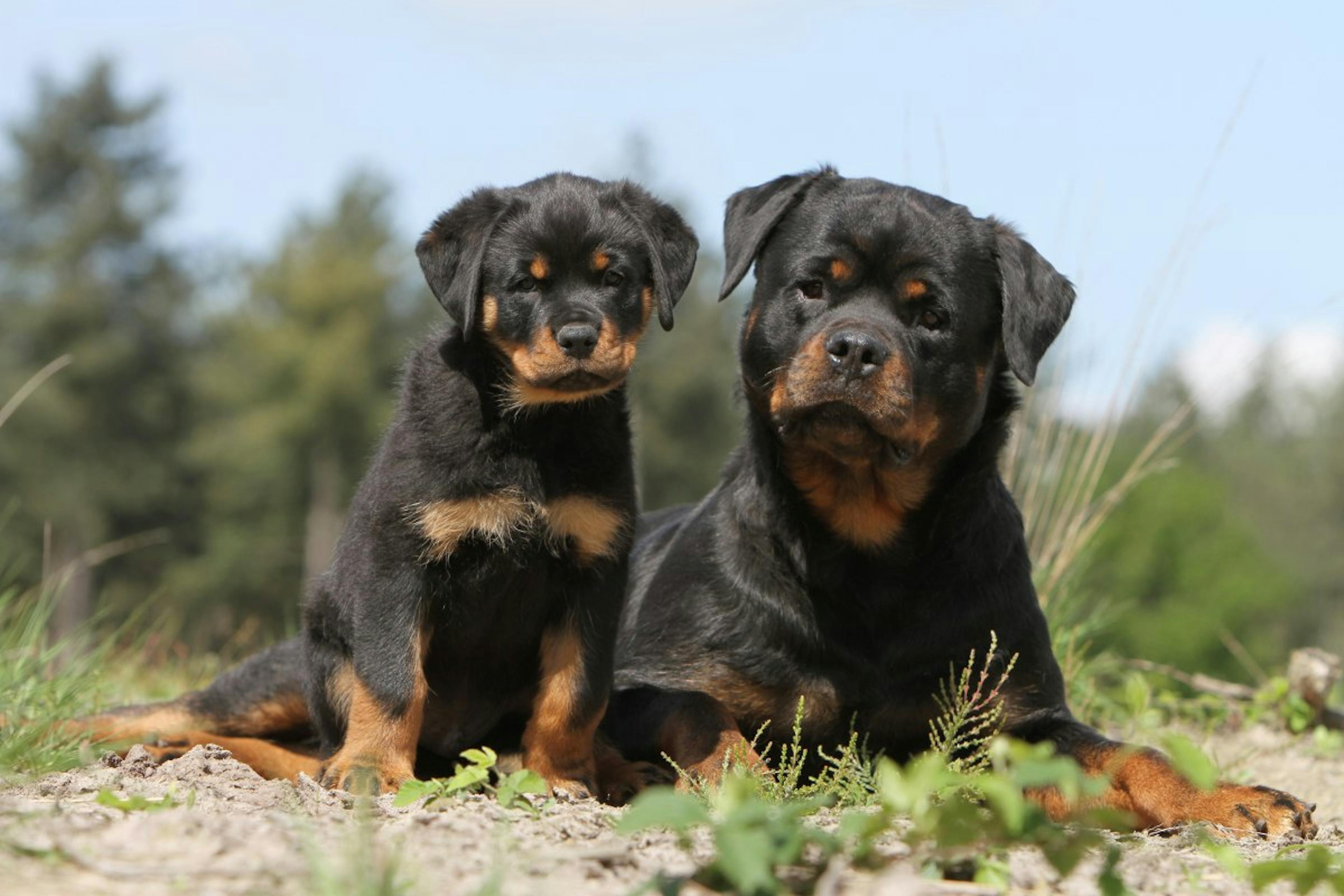 Rottweiler avec son chiot