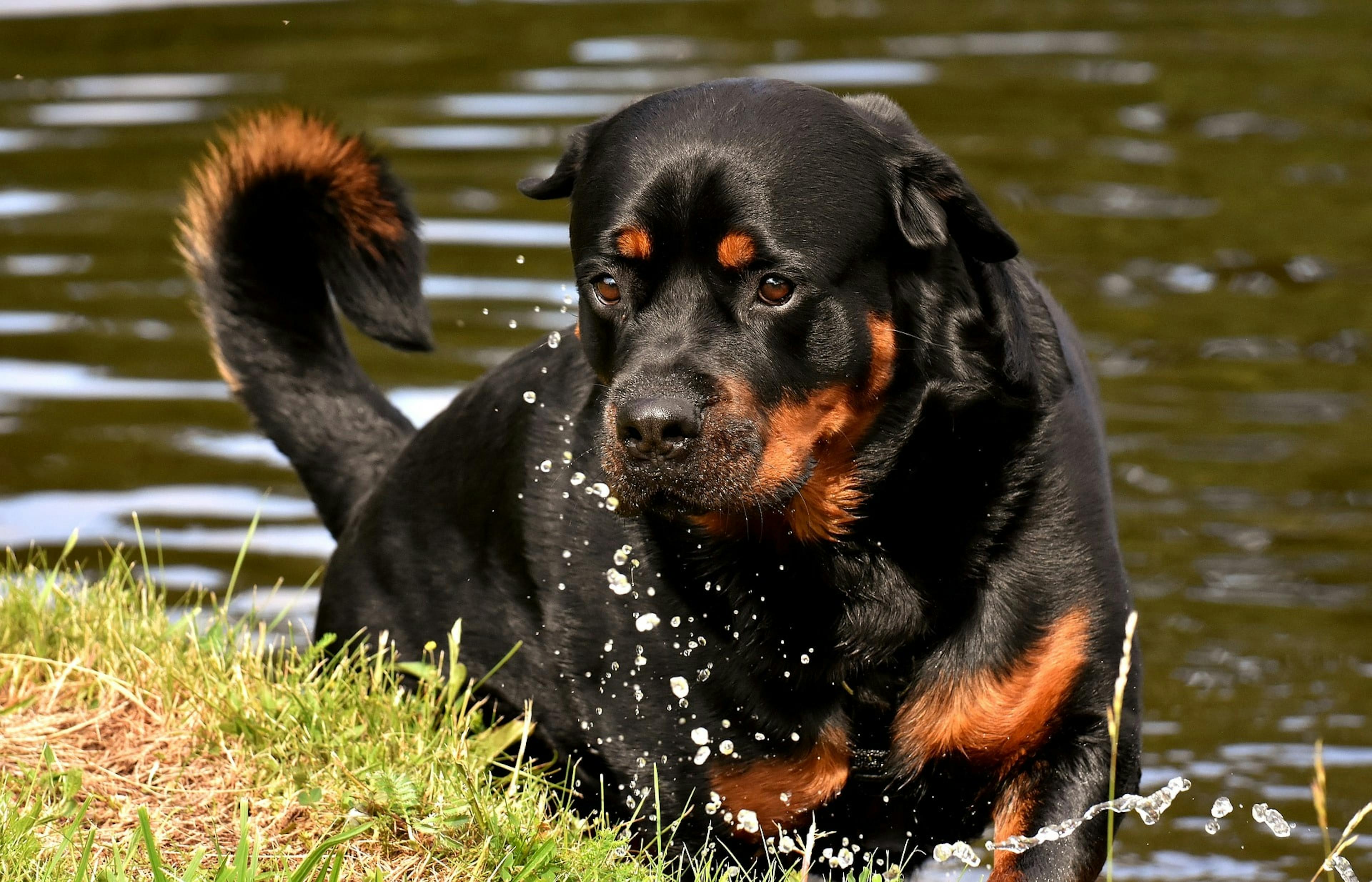 Rottweiler qui sort de l'eau 