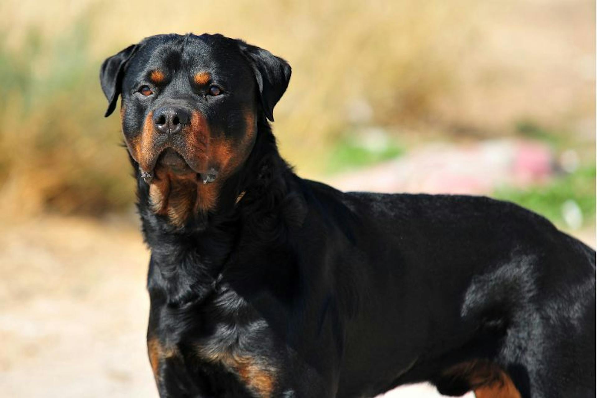 Rottweiler gracieux qui pose