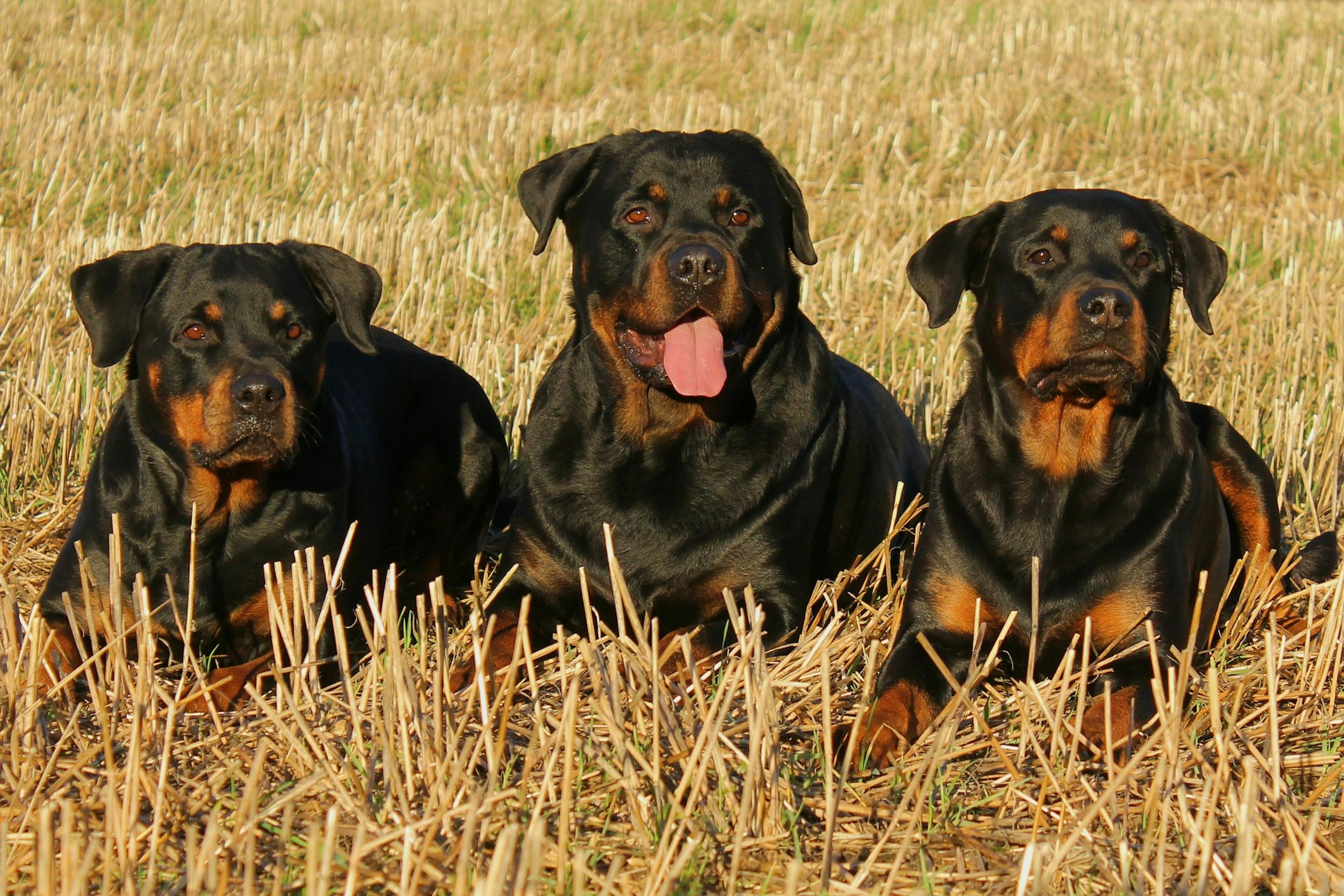 Trois Rottweiler couchés