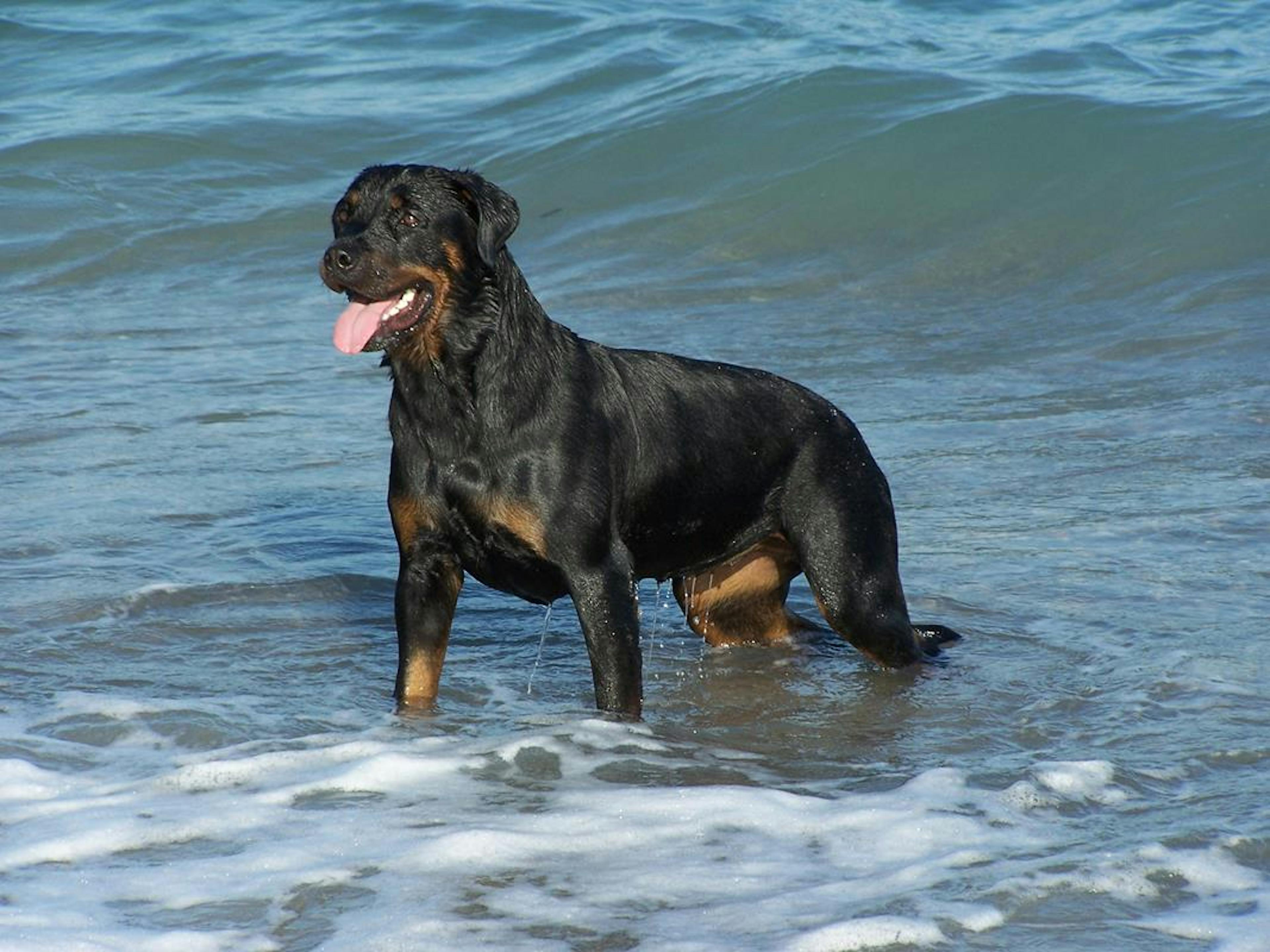 Rottweiler qui joue dans la mer