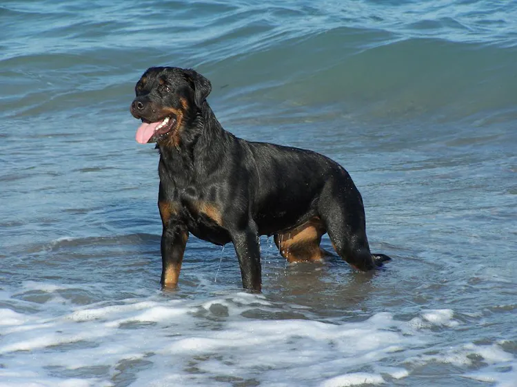 Rottweiler qui joue dans la mer