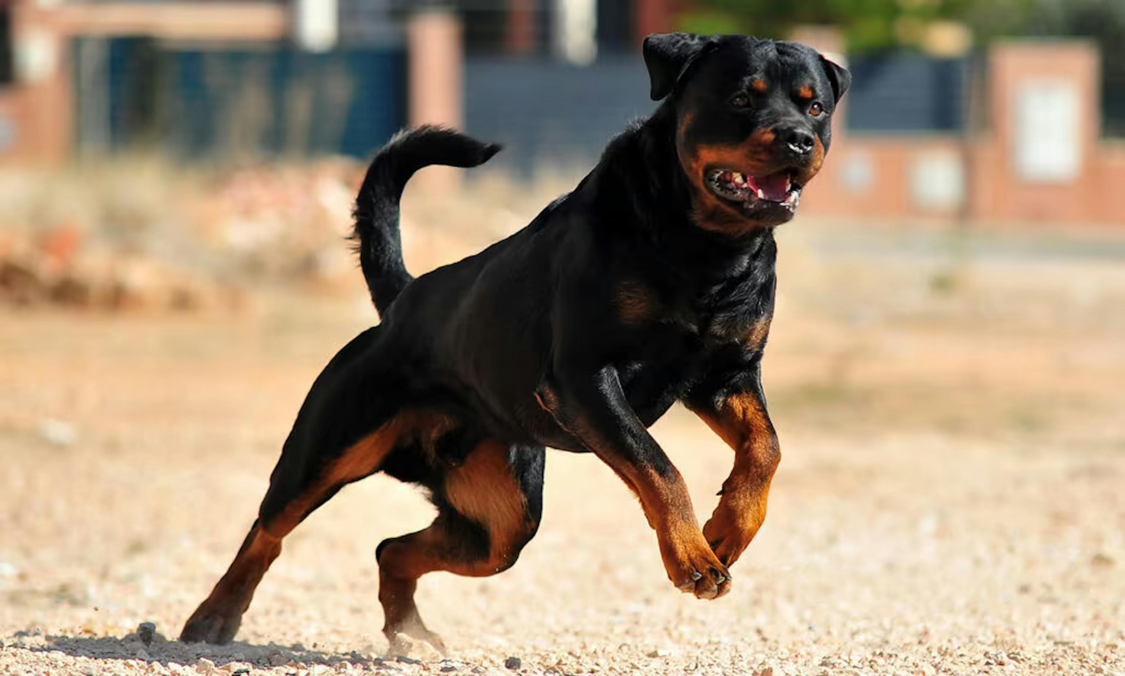 Rottweiler qui court sur le sable