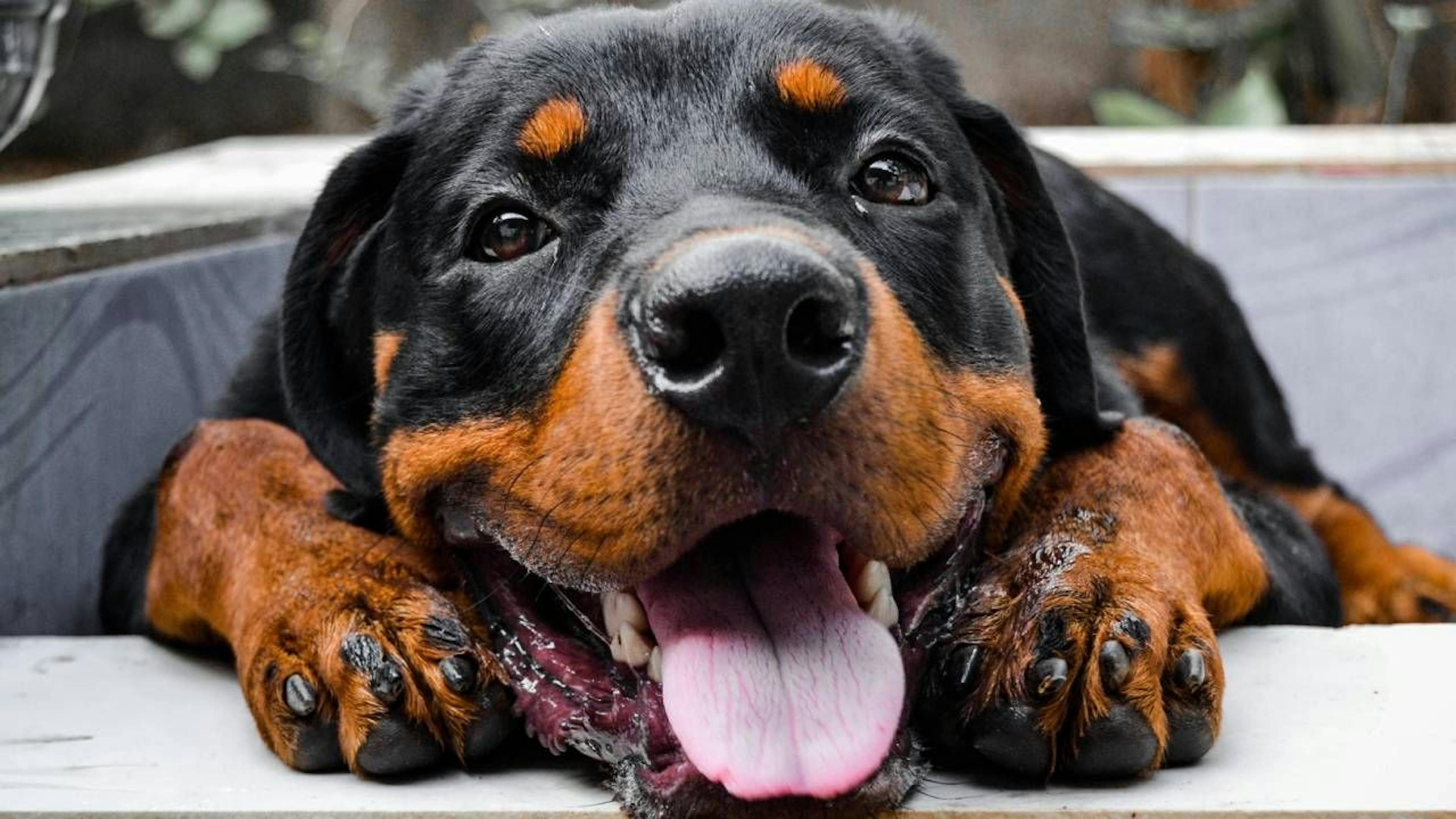 Rottweiler qui fait un grand sourire