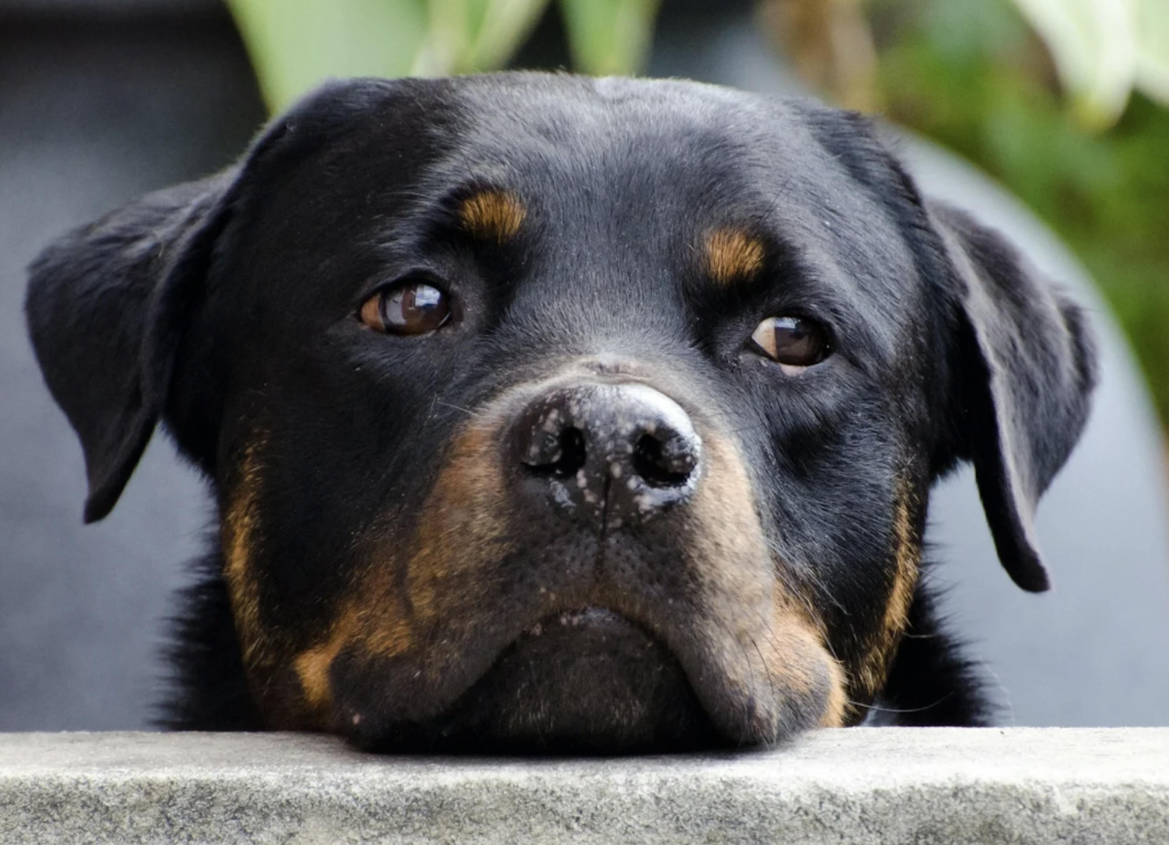 Visage doux d'un Rottweiler