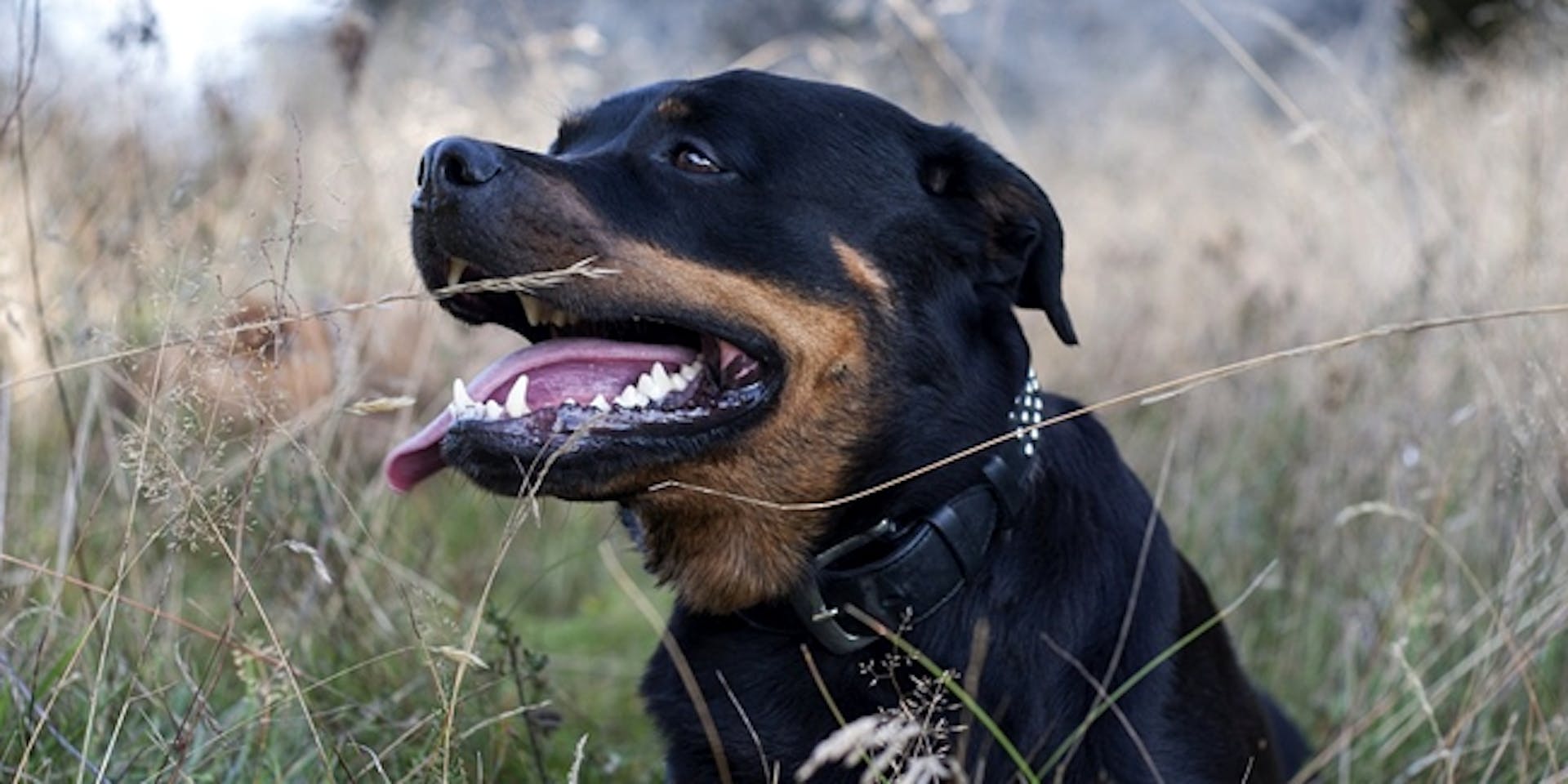 Rottweiler qui ume l'air