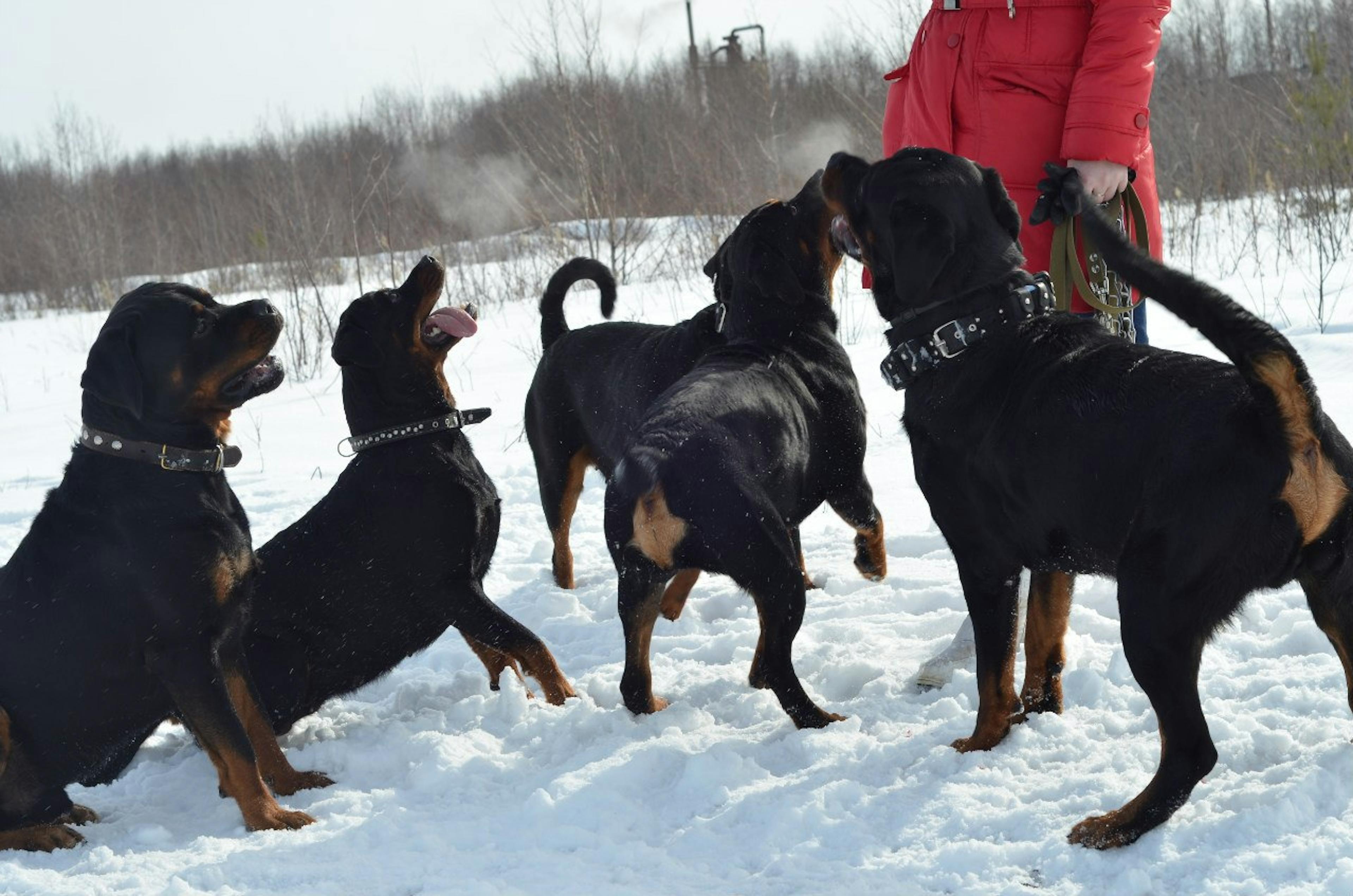 groupe de Rottweiler à la neige