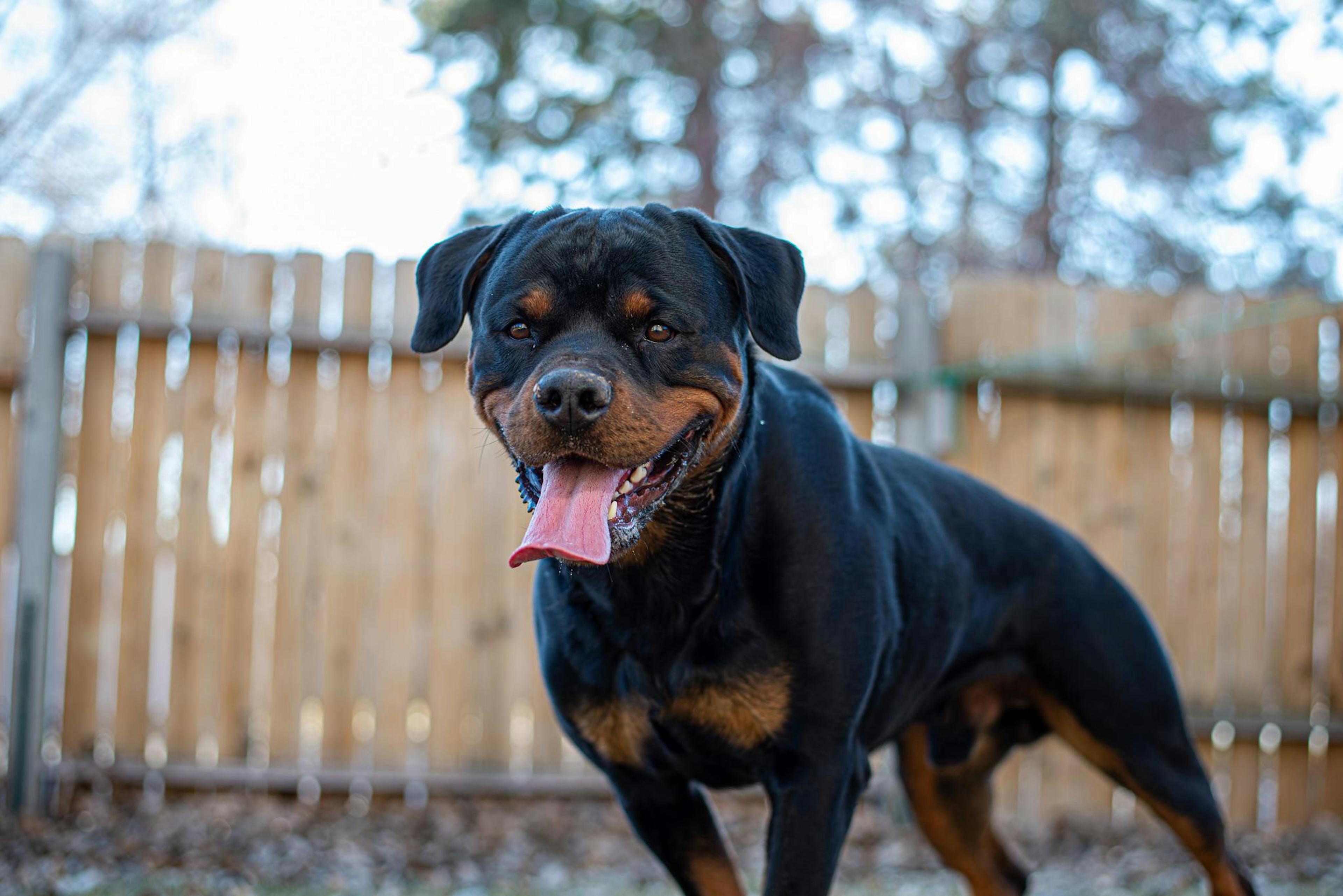 Rottweiler qui regarde l'objectif