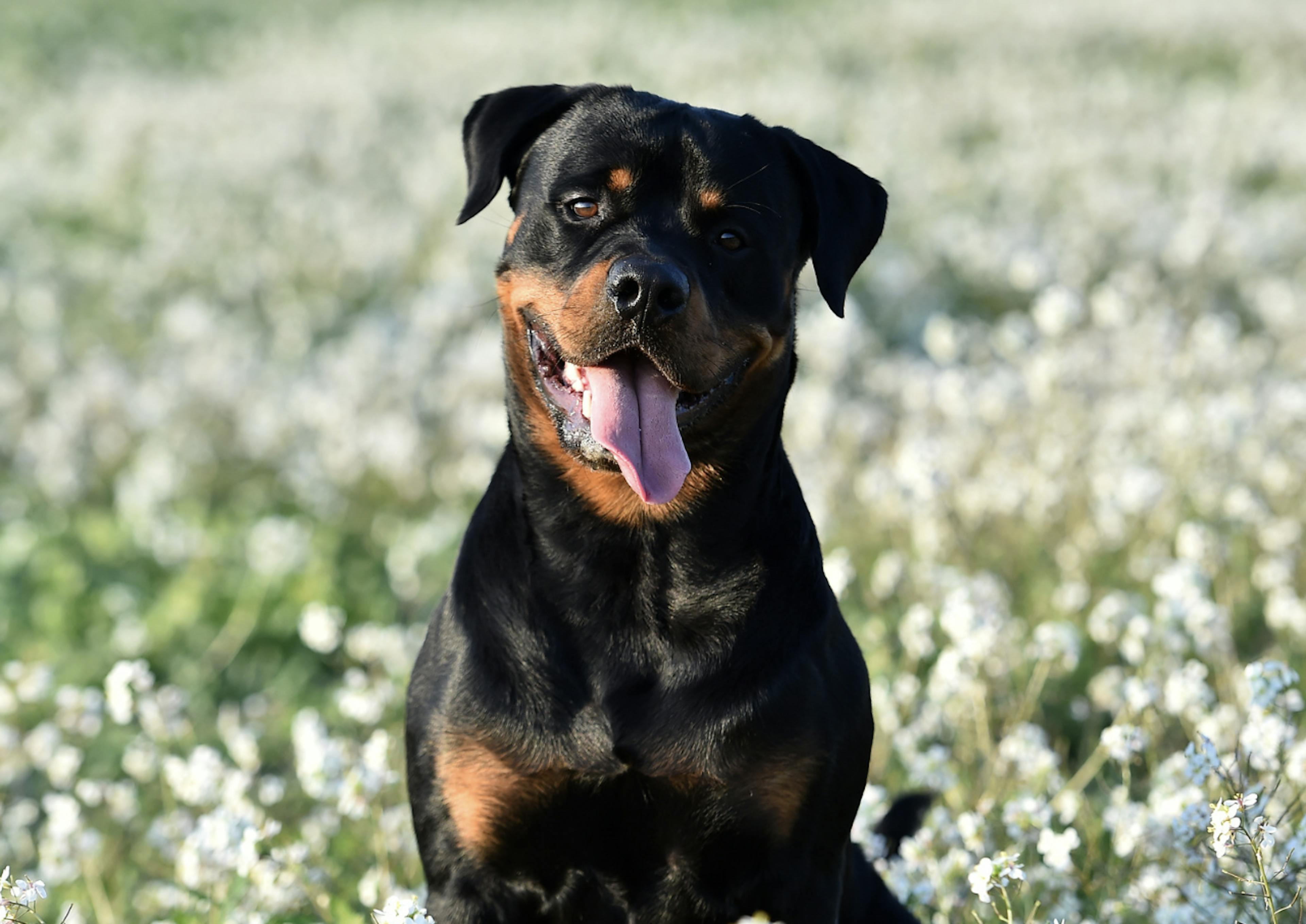 Rottweiler dans un champ de fleurs