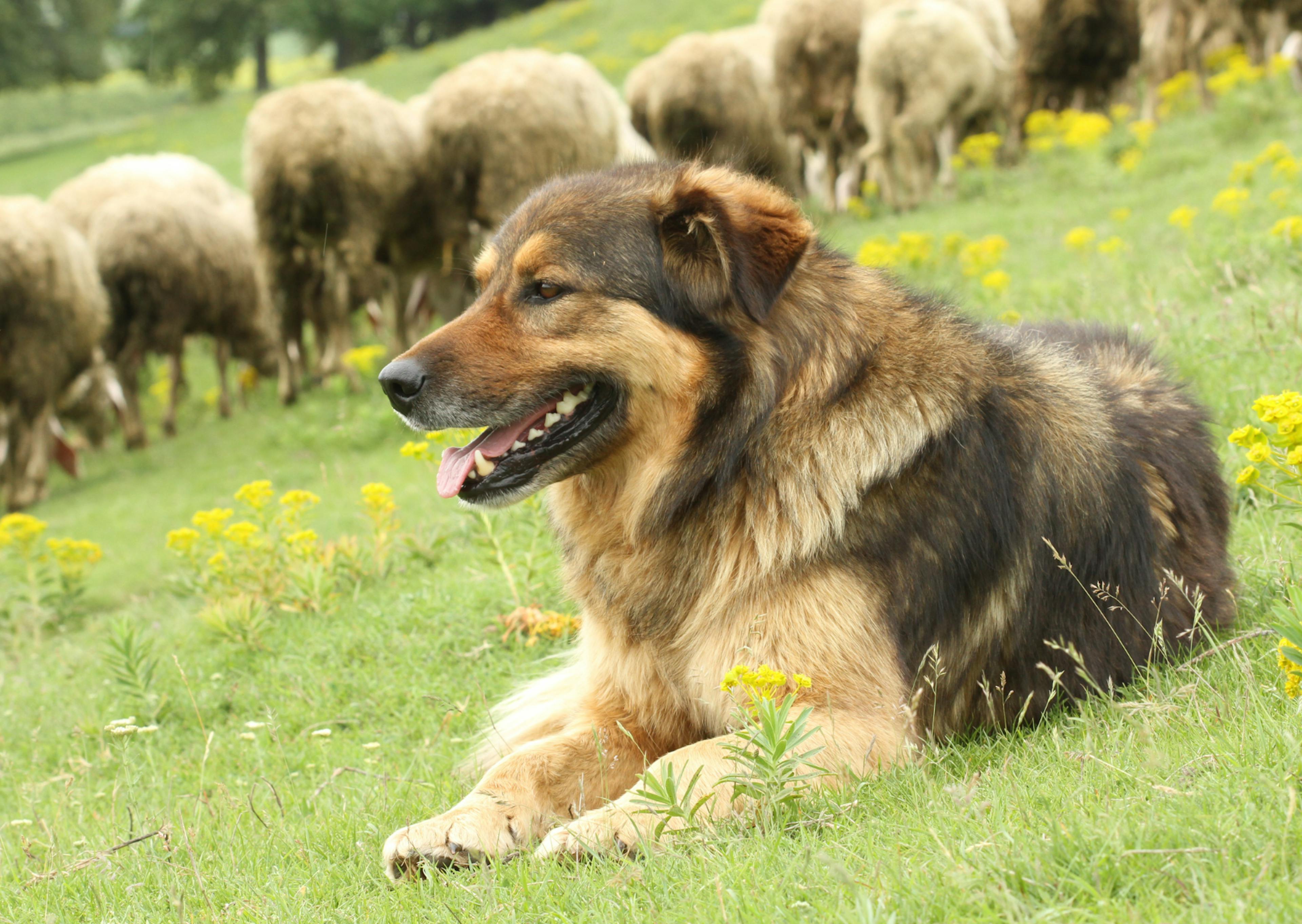 chien de berger allongé à côté du troupeau