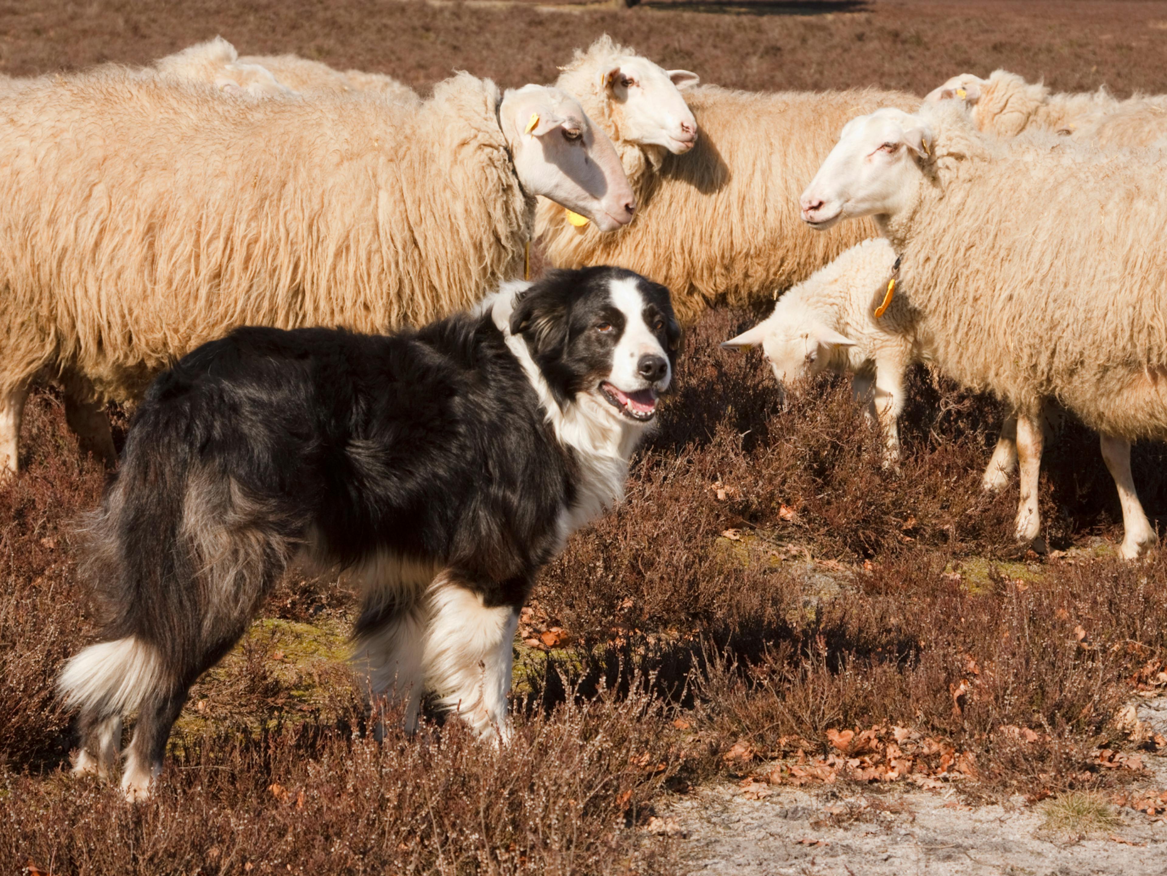 chien de berger avec son troupeau 