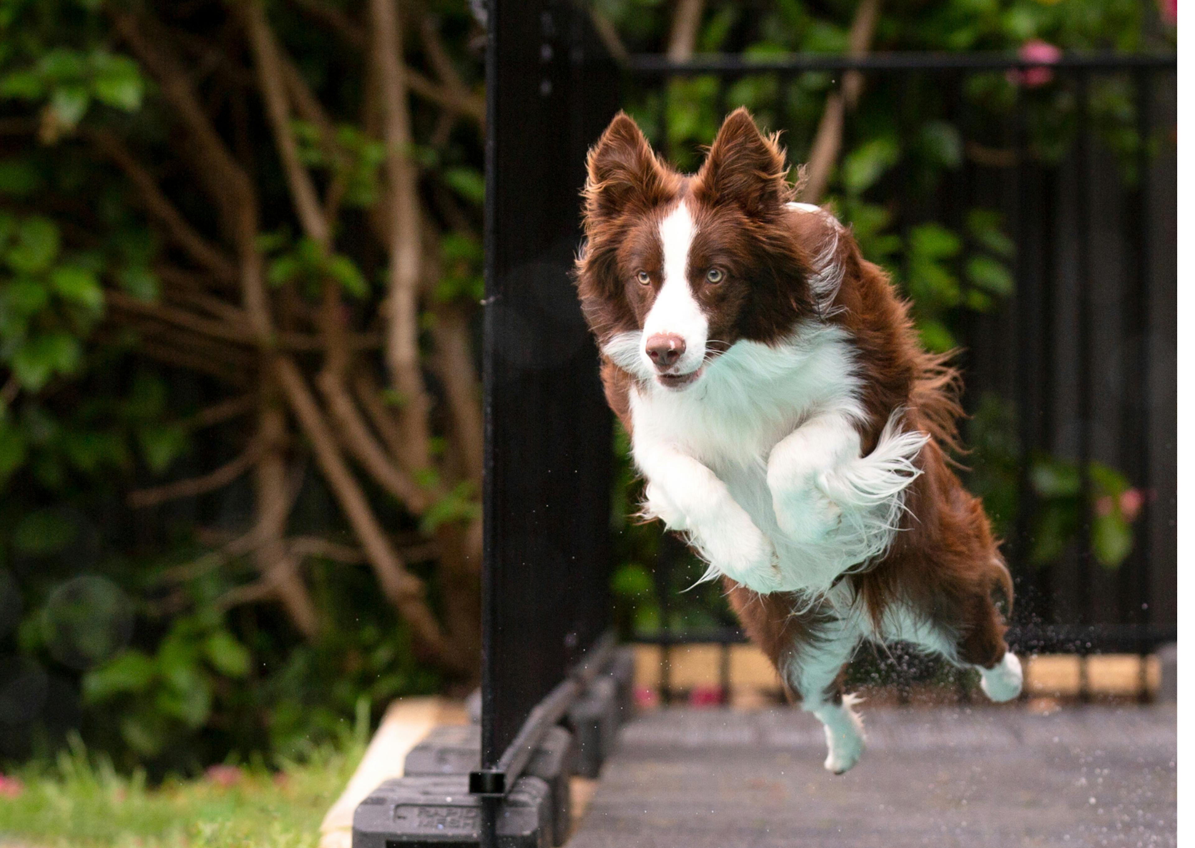 border collie