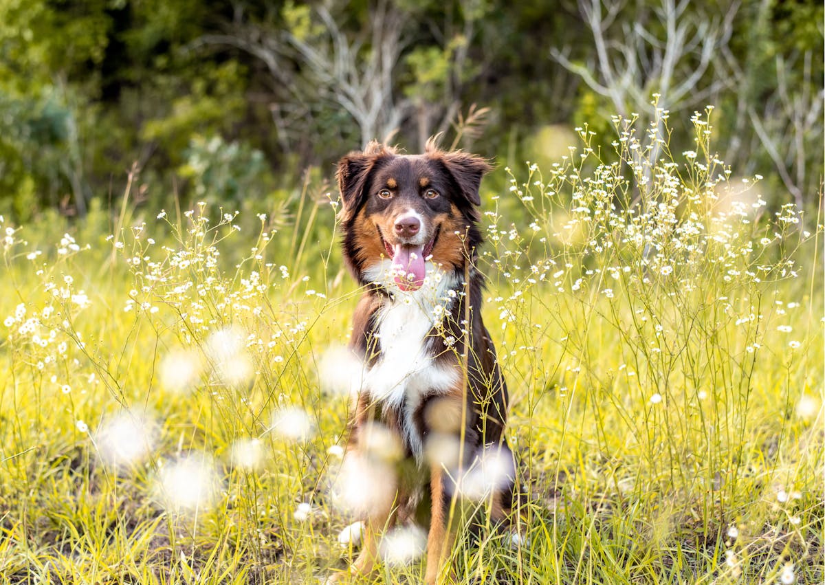 berger américian miniature dans les hautes herbes