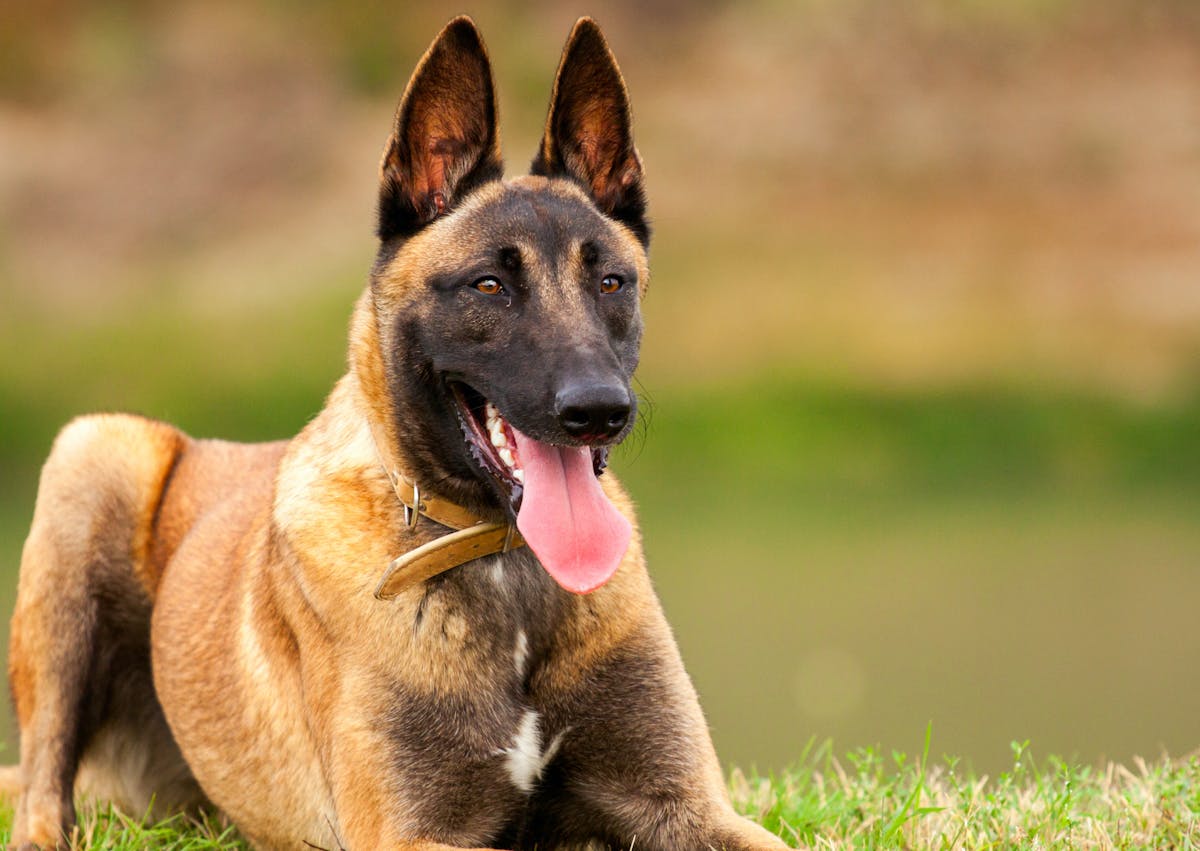 berger belge malinois