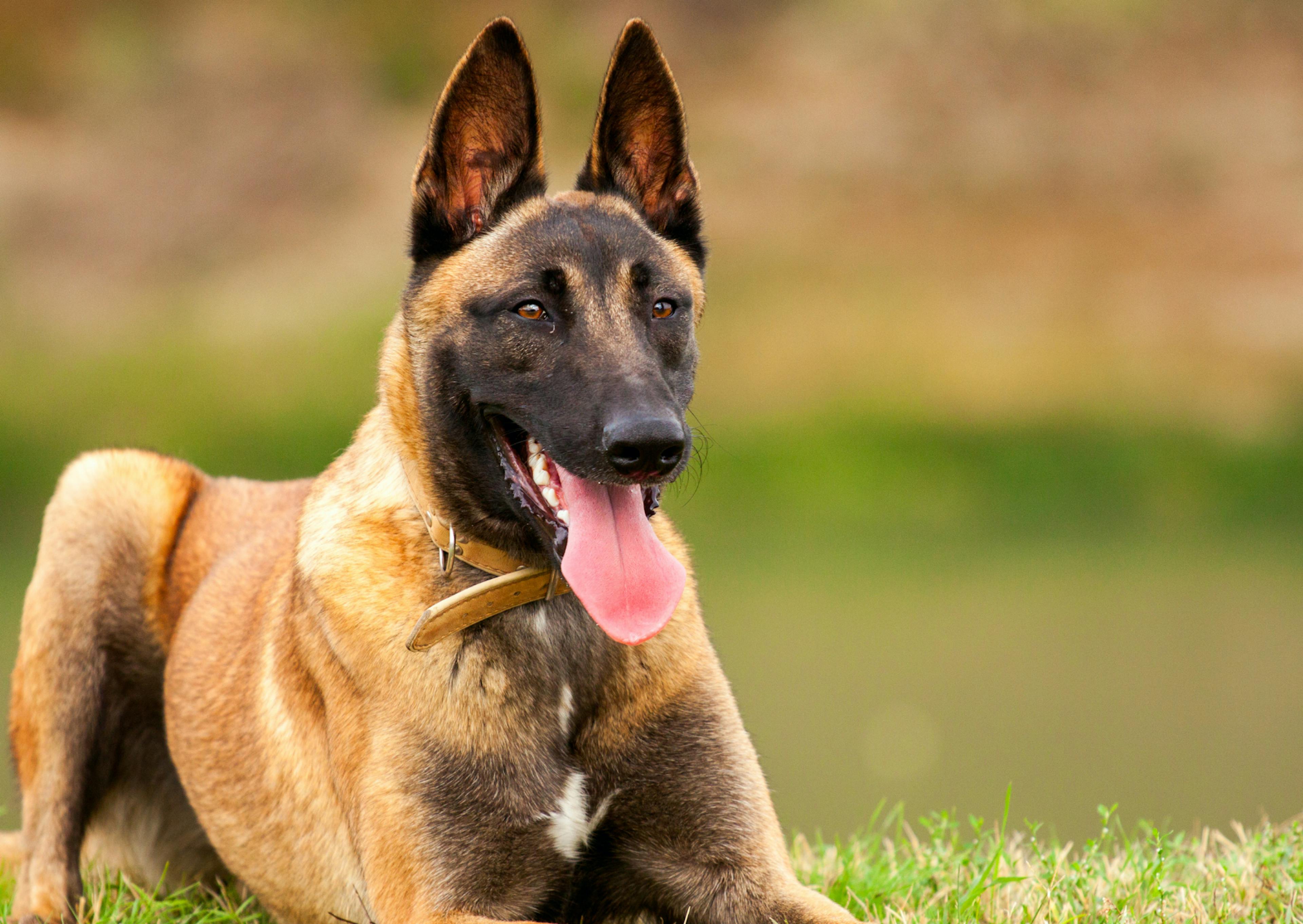 berger belge malinois 