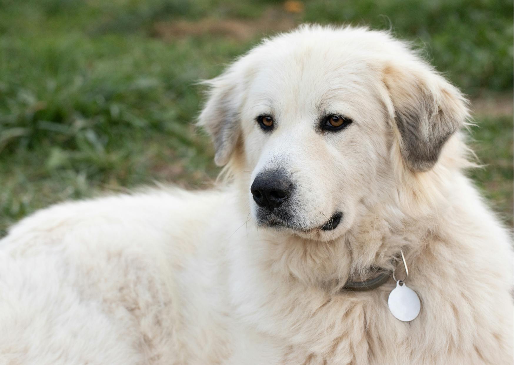 chien patou