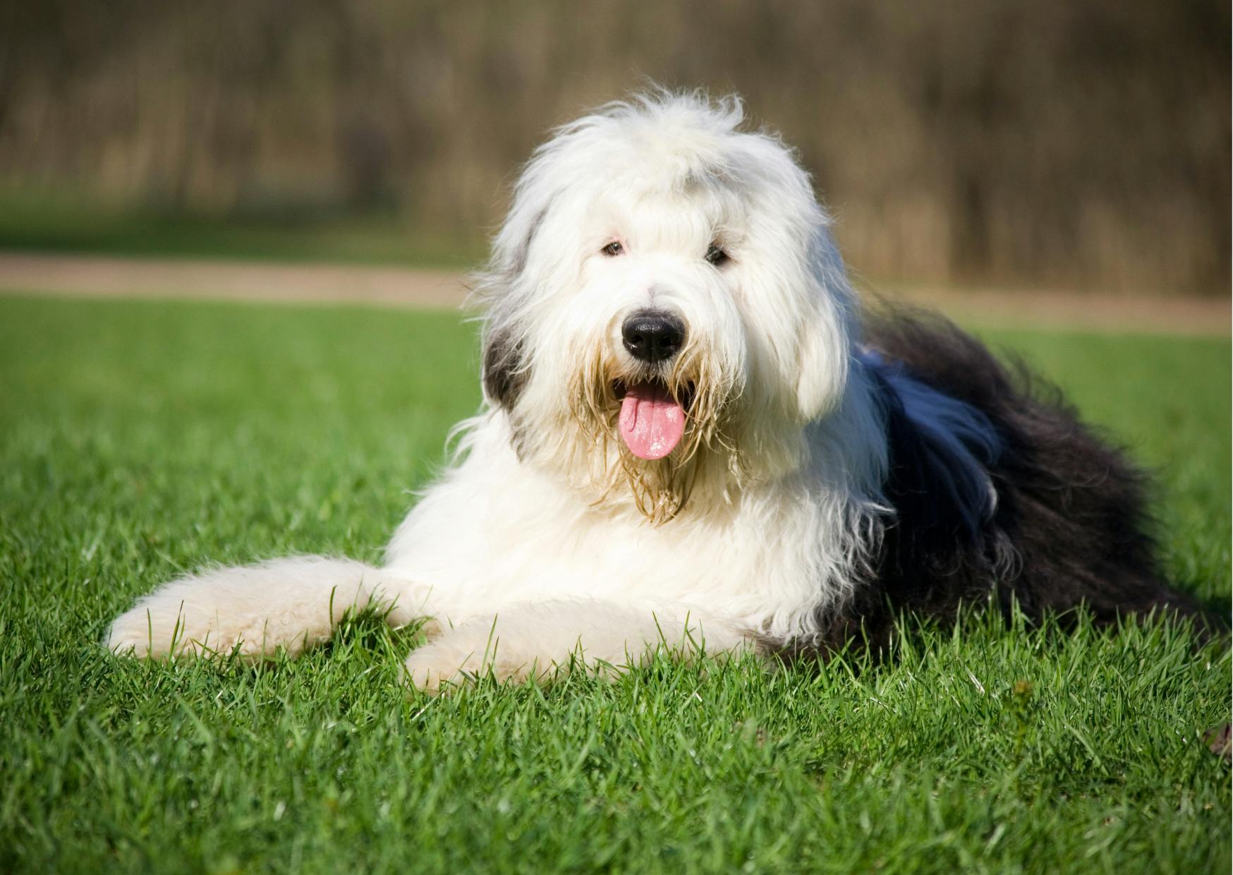 chien bobtail