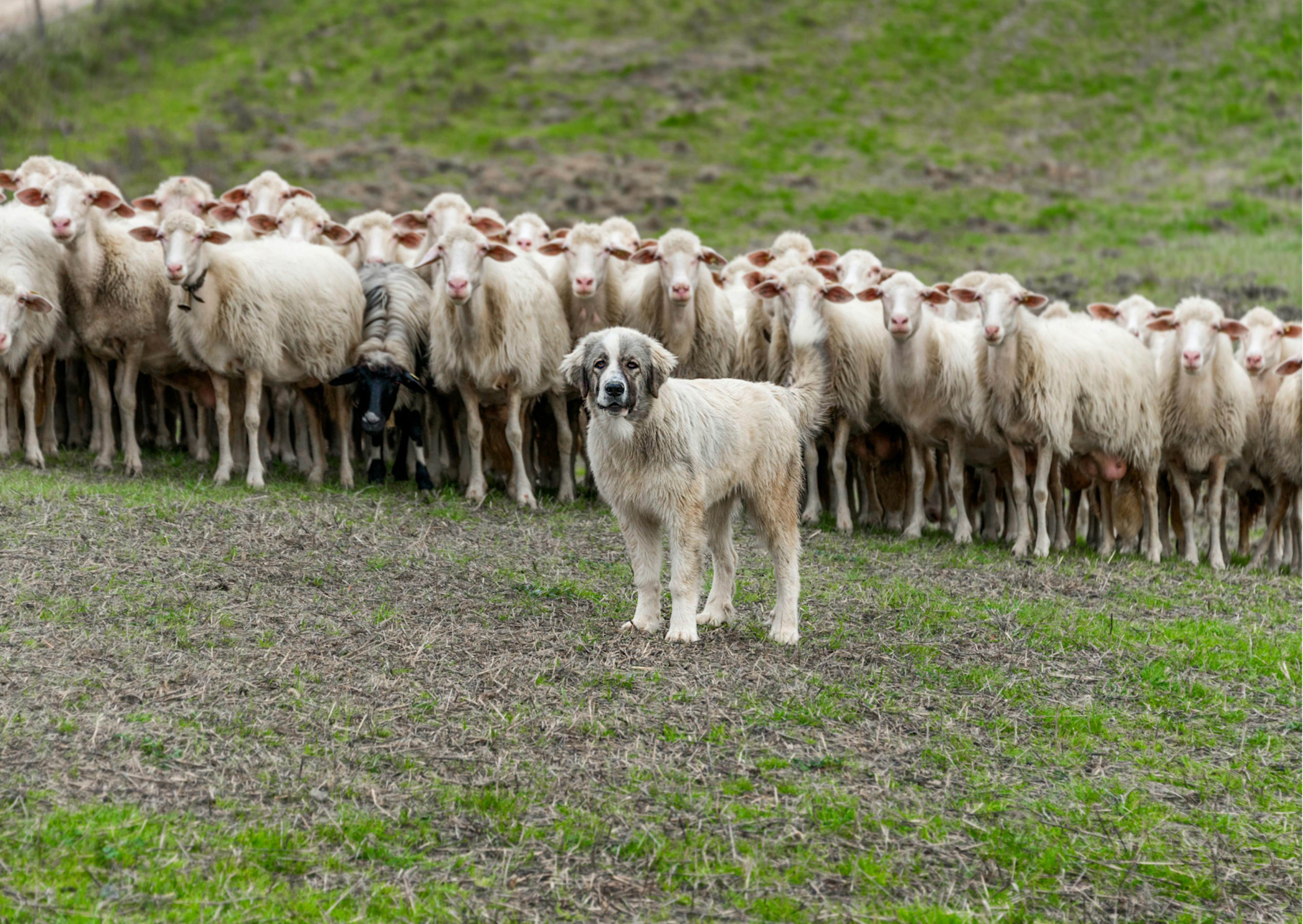 chien de berger devant son troupeau 