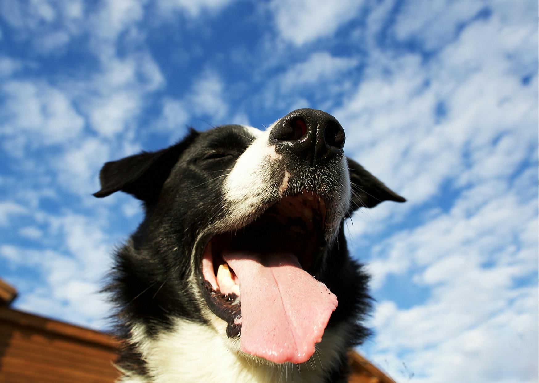border collie